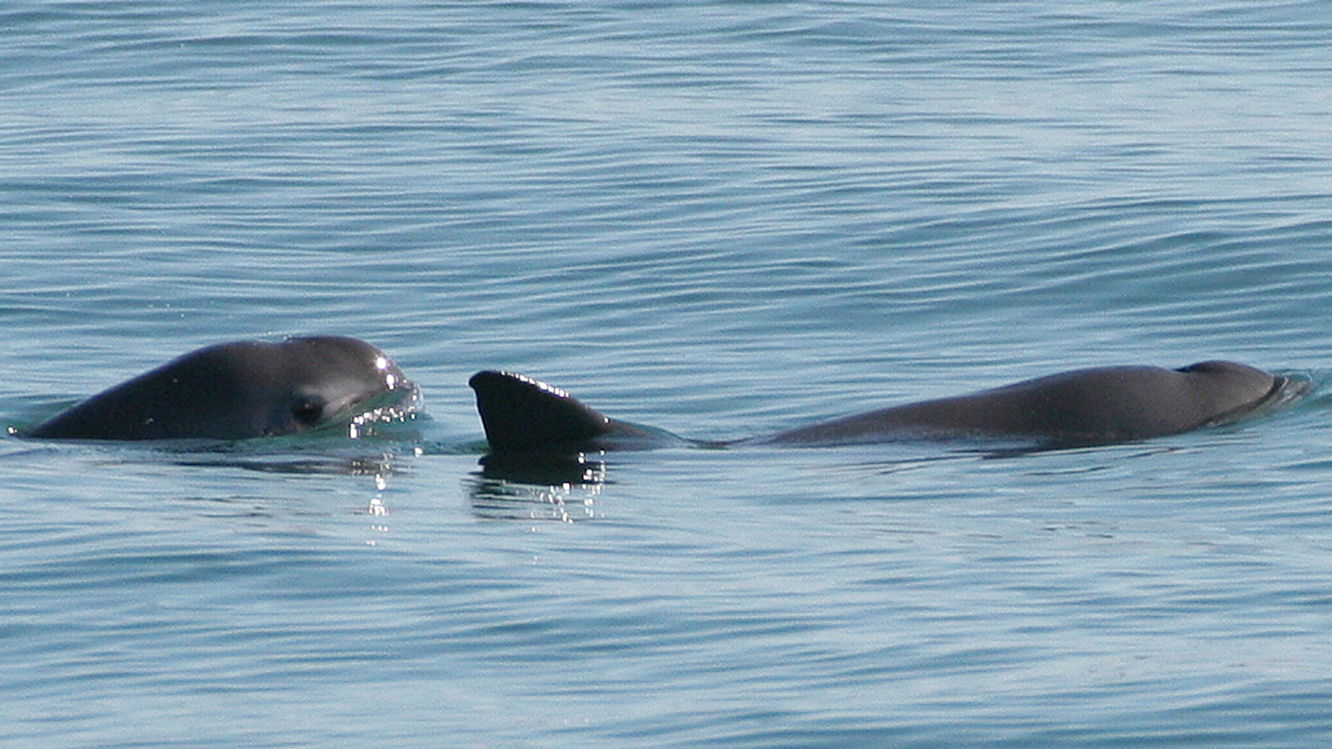 Vaquita6_Olson_NOAA.jpg