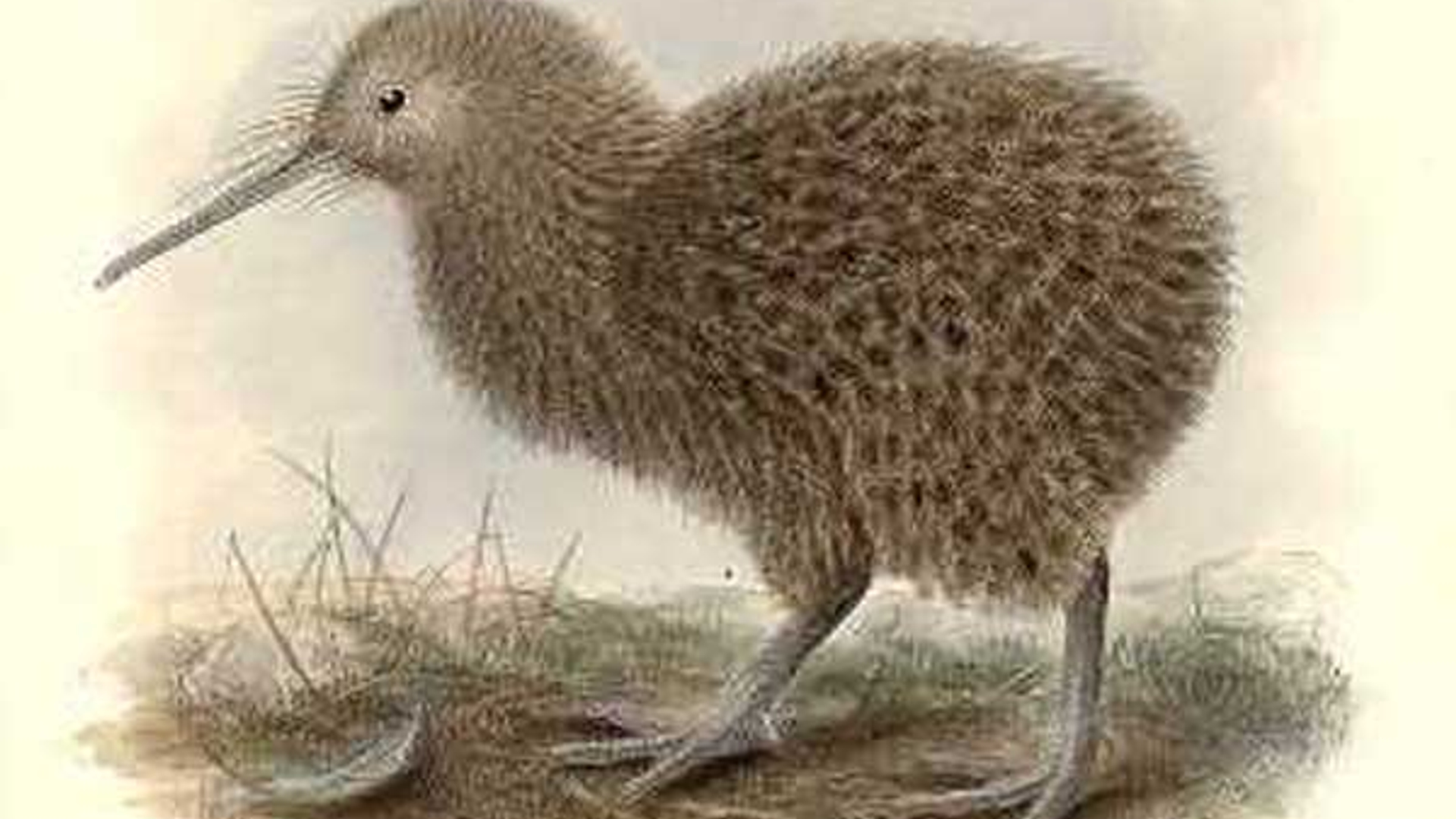kiwi_01.jpg