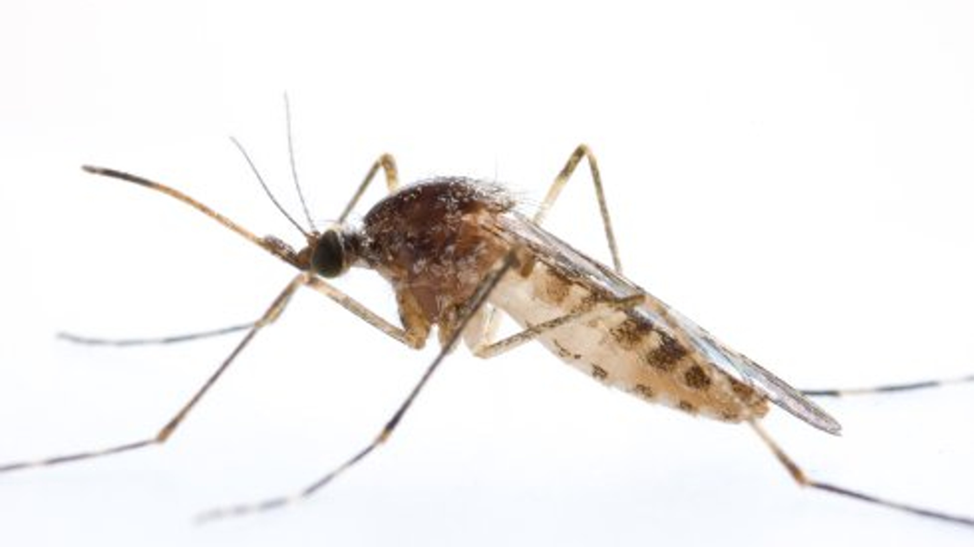 culiseta_annulata_HansSmid_Flipped_490x330.jpg