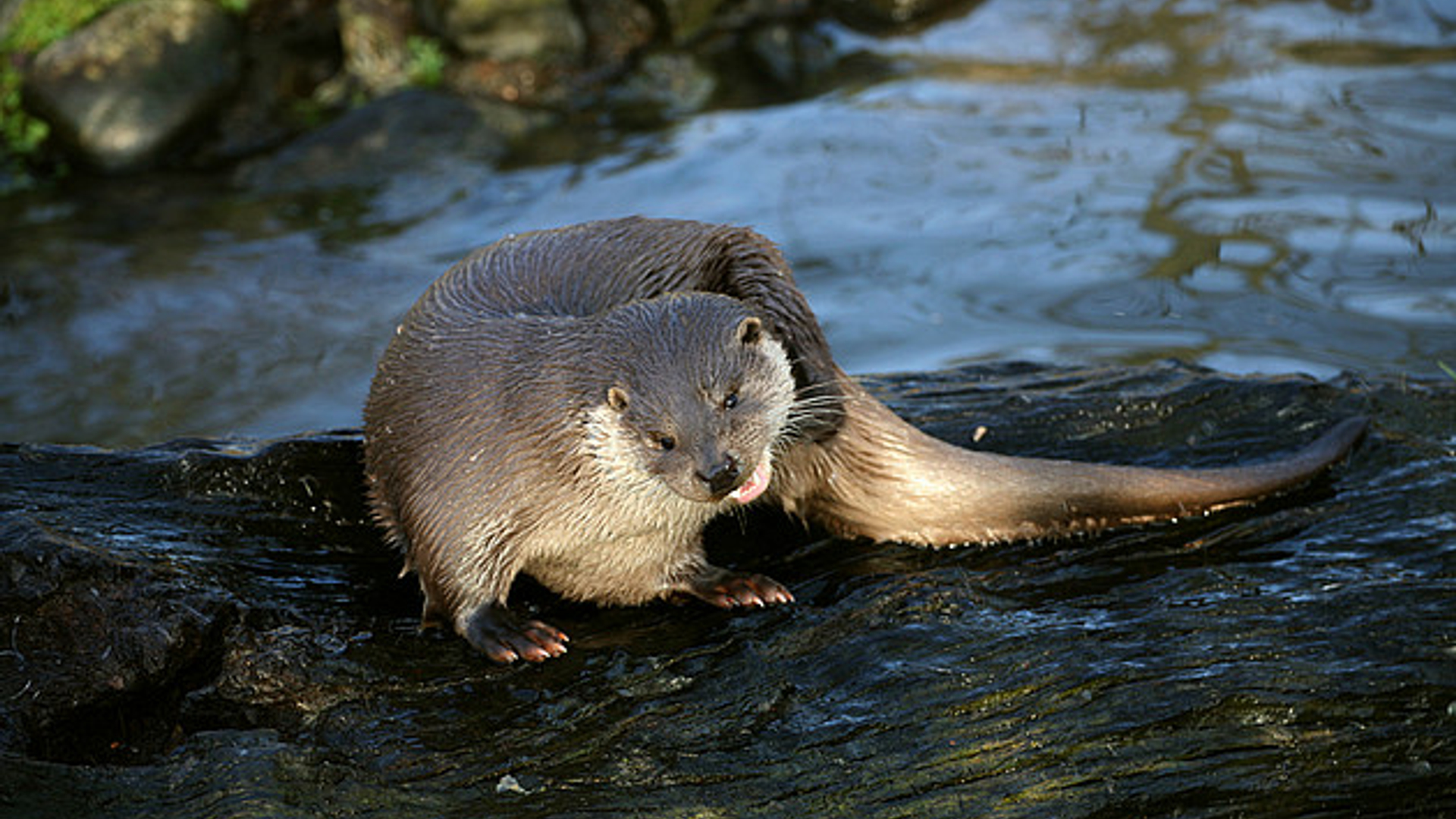 Otter