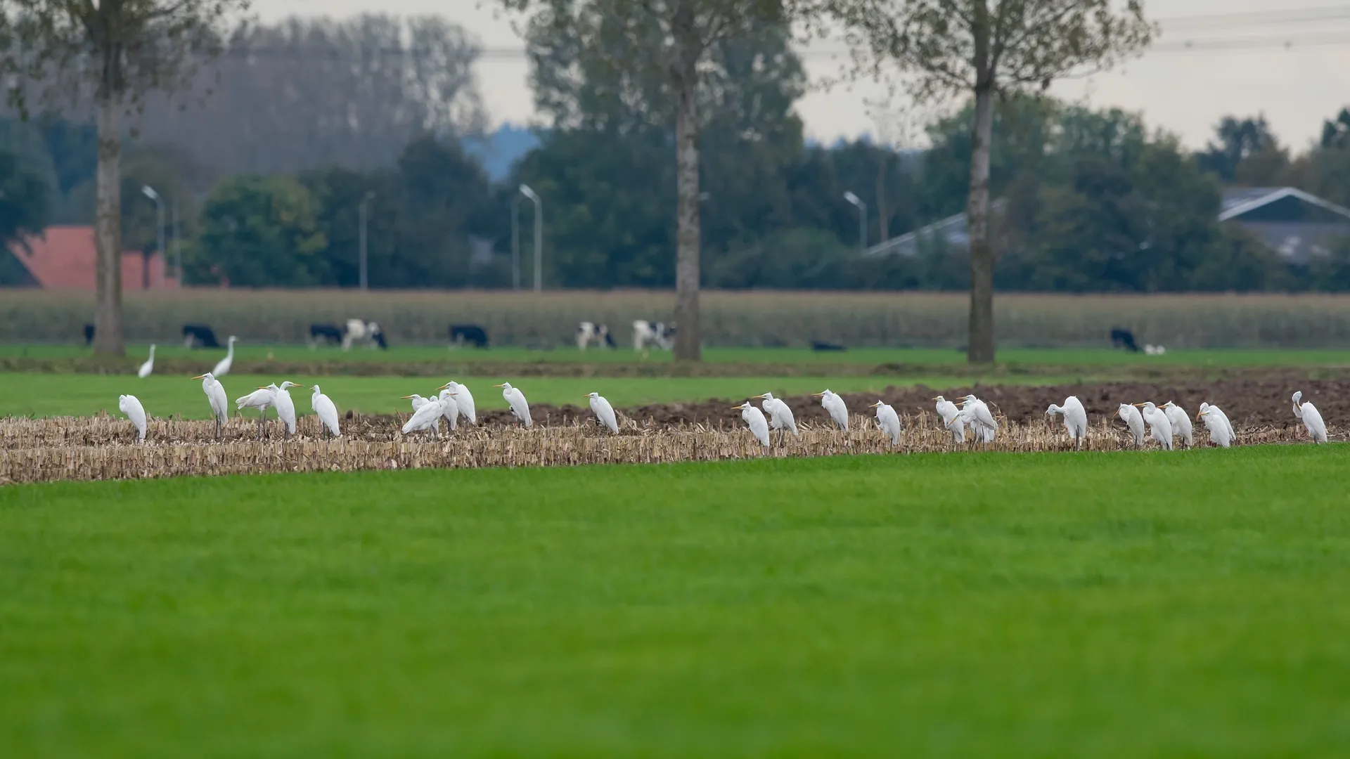GroteZilverreiger_2_.jpg