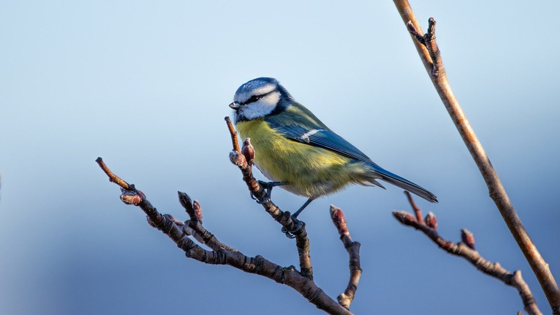 blue-tit-8521052_1280