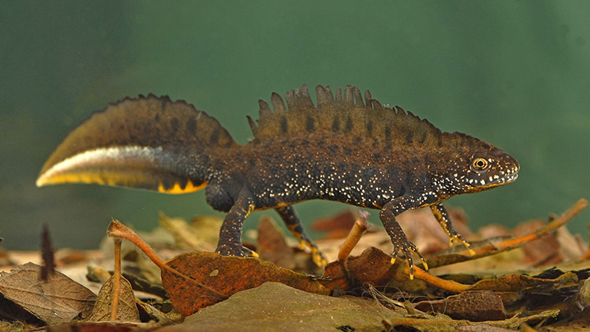 Kamsalamander door Henk Heijligers