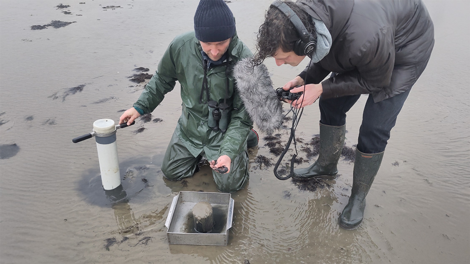 waddenzee