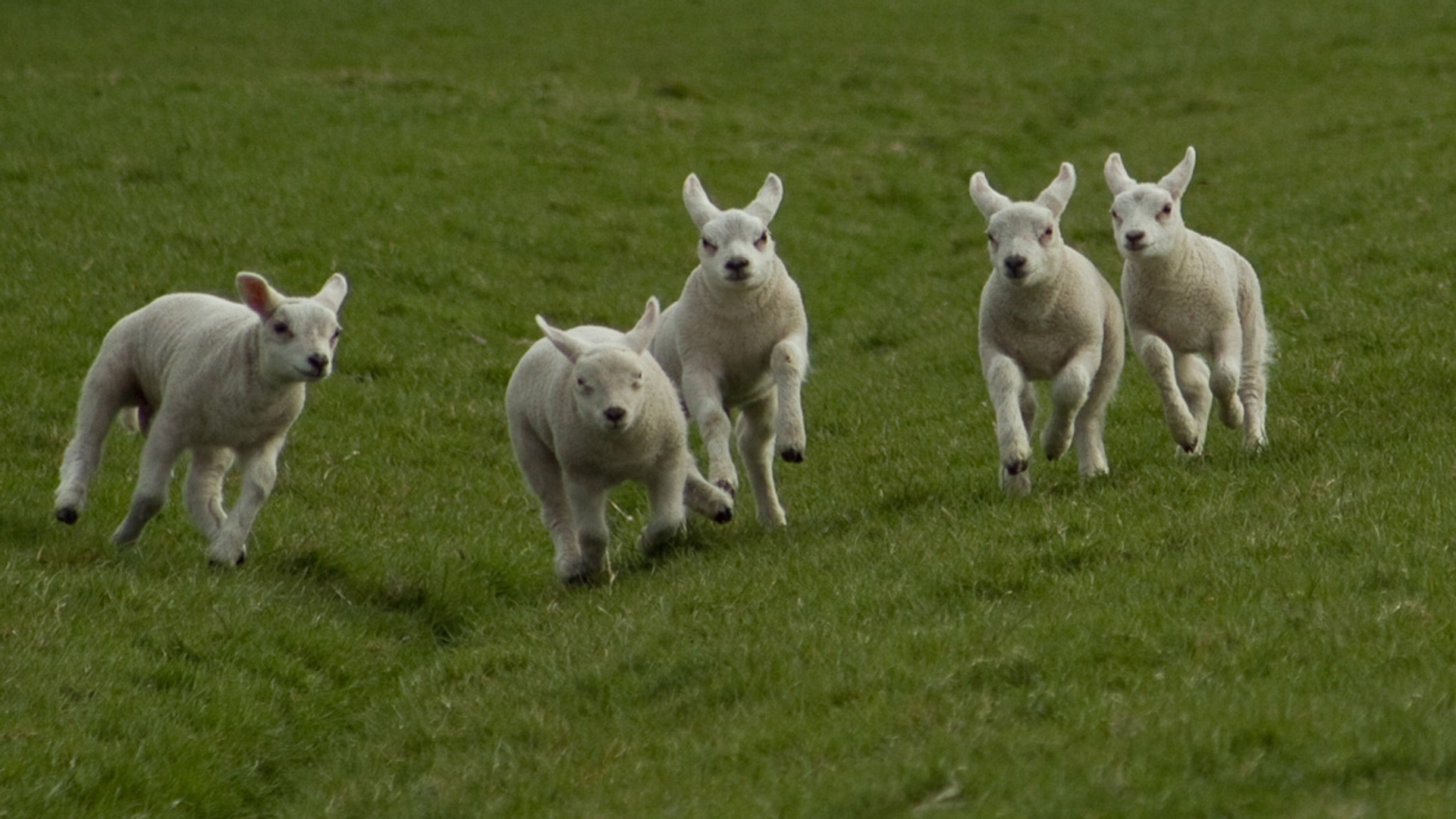 Blije lammetjes uit Heerhugowaard