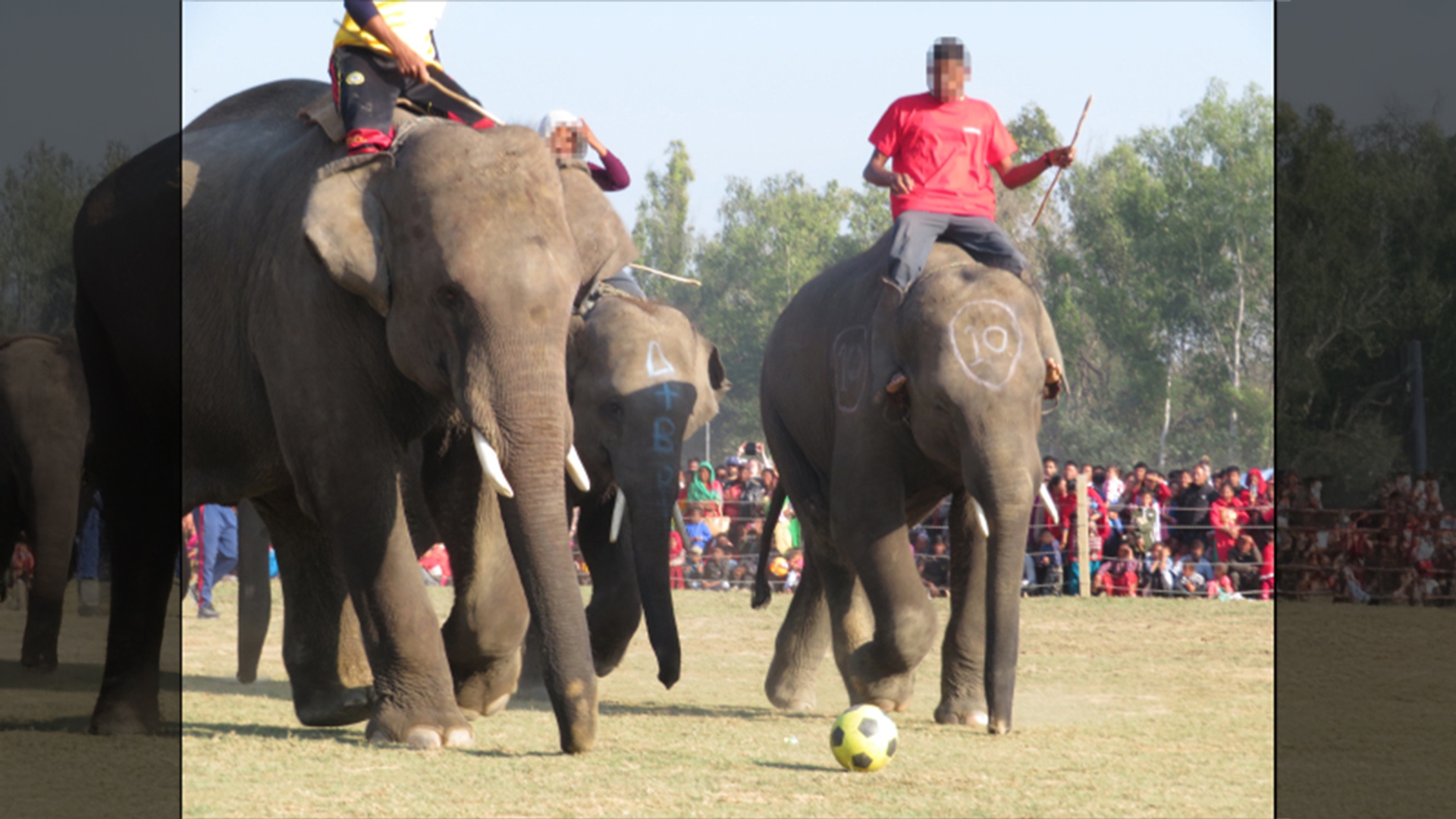 nepal-olifantenpolo