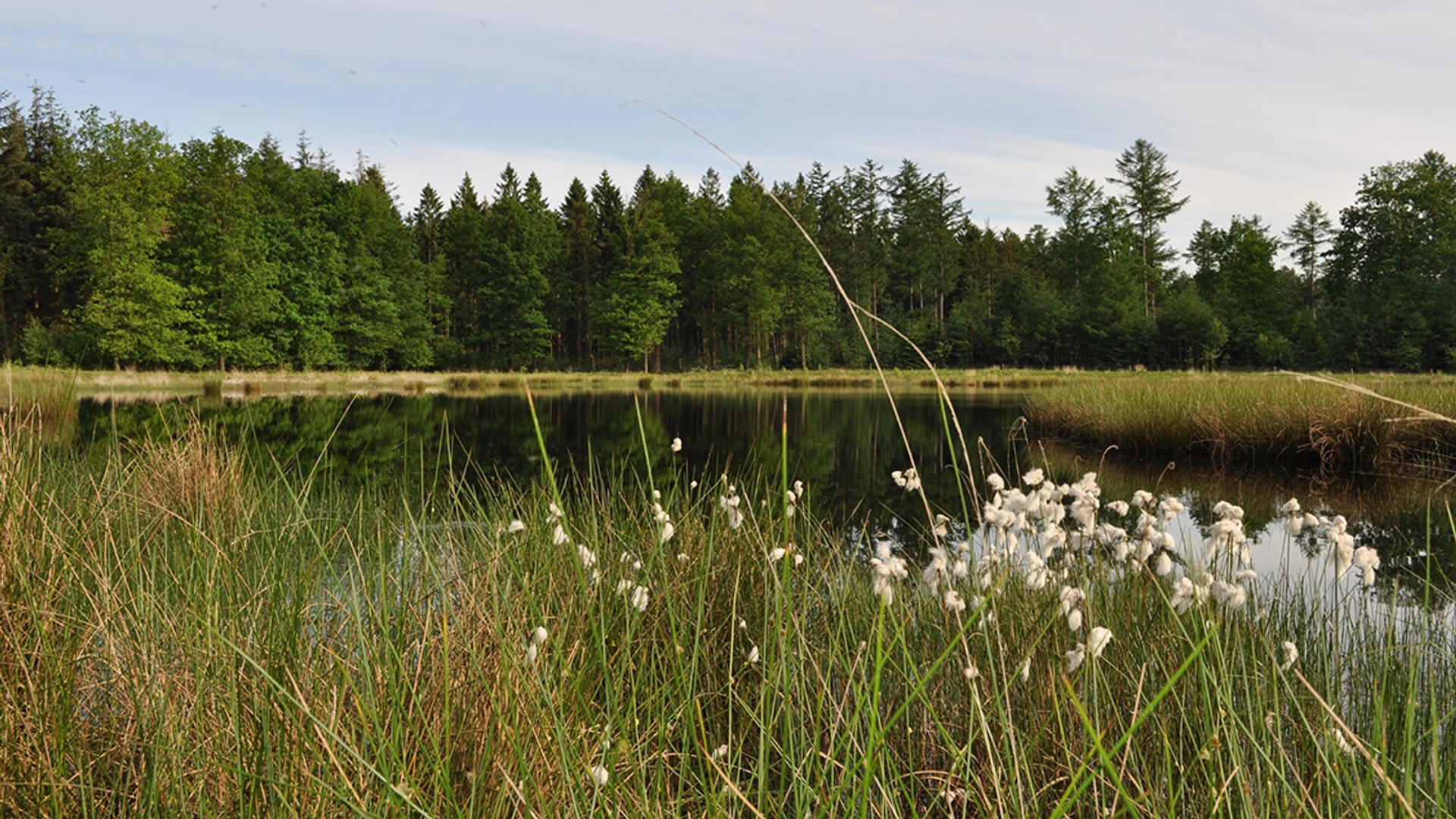 drenthebos