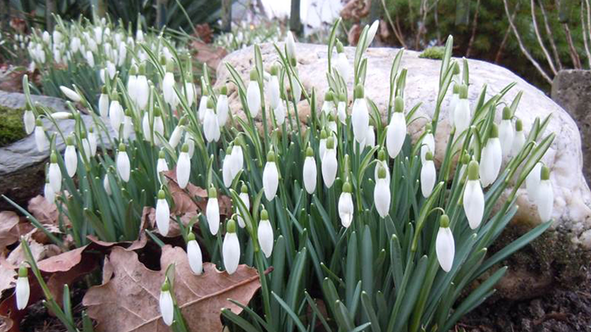 sneeuwklokjes_mettakromhout