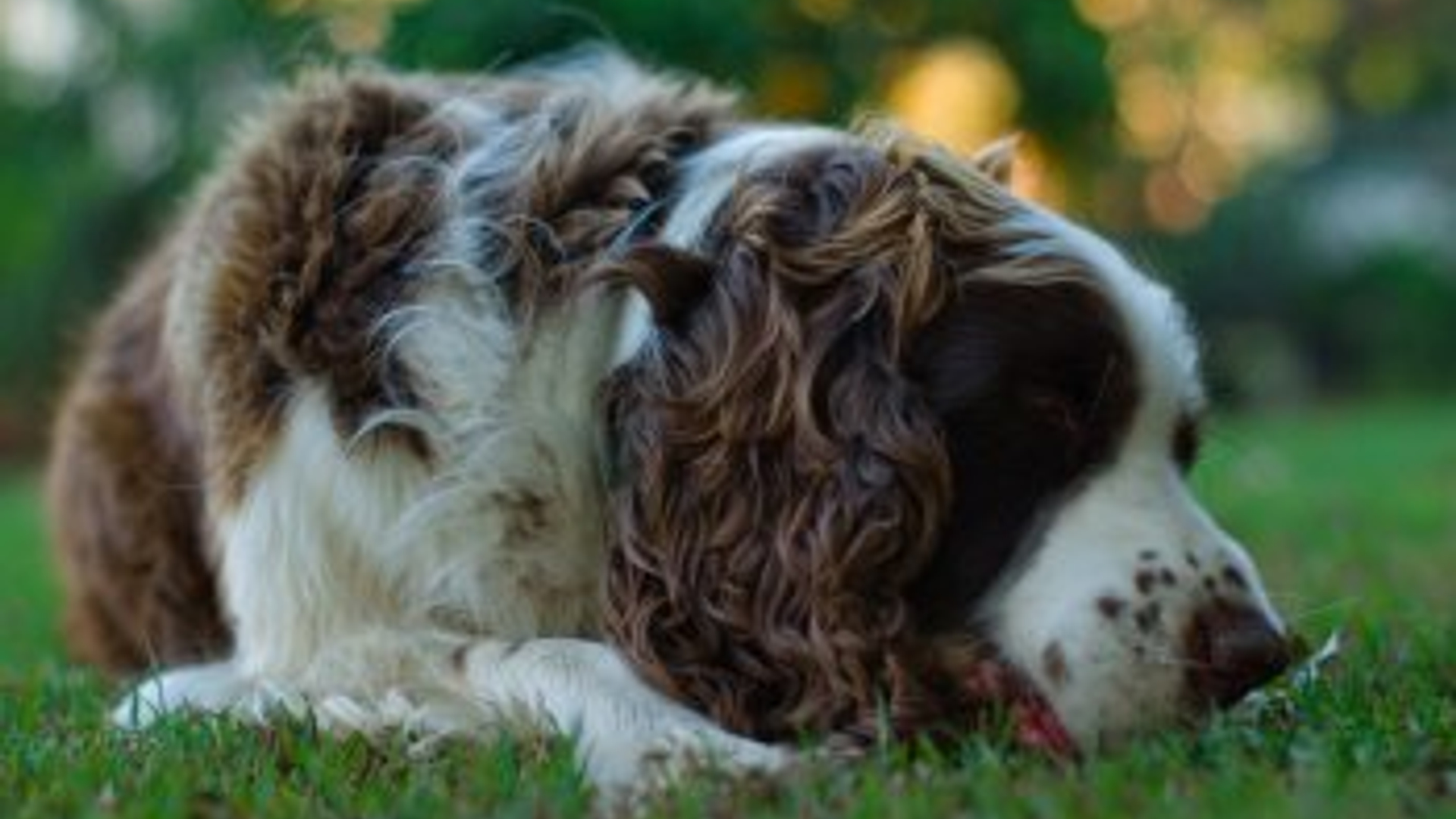 hond_01.jpg