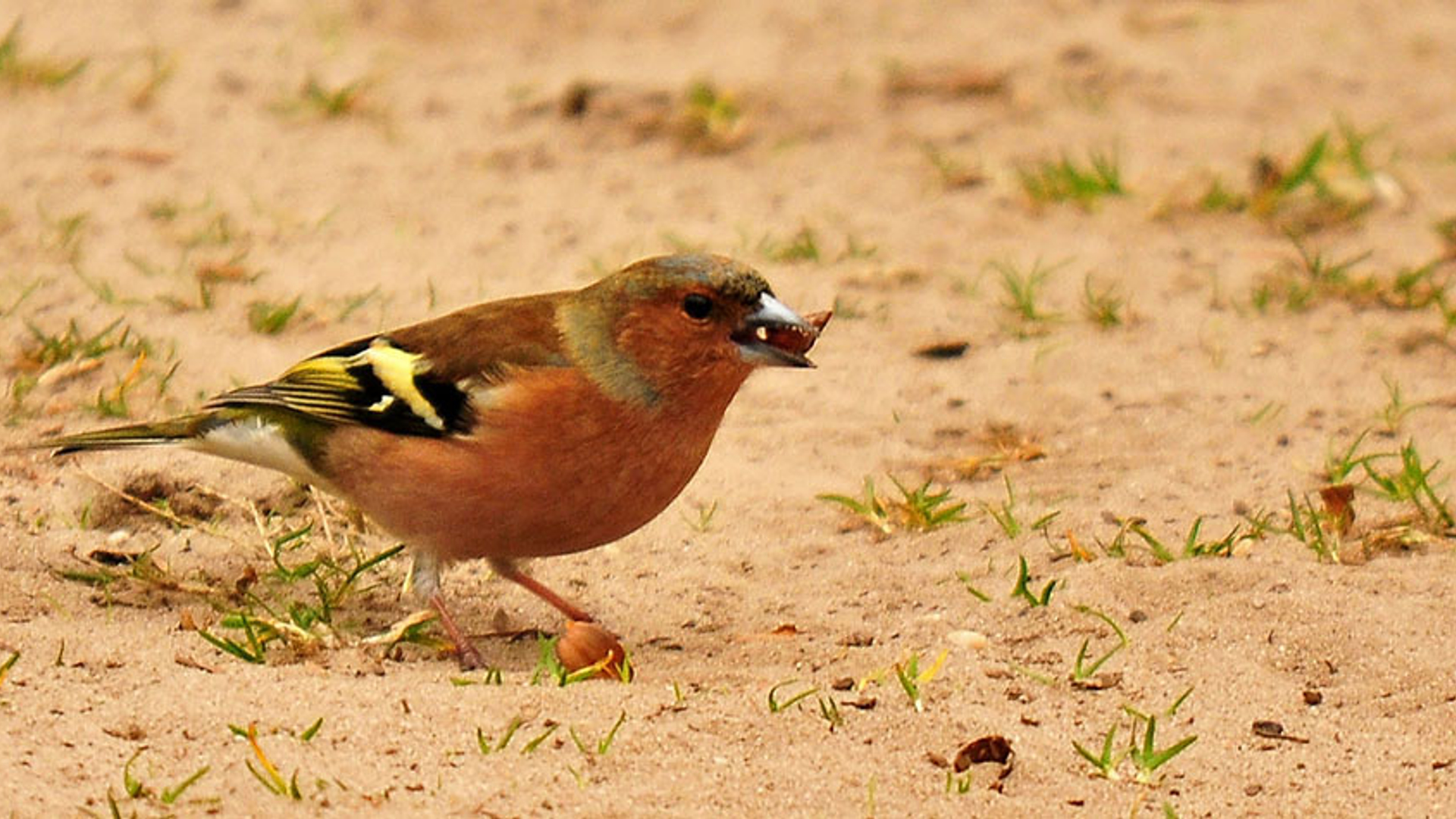 Vink met beukennoot