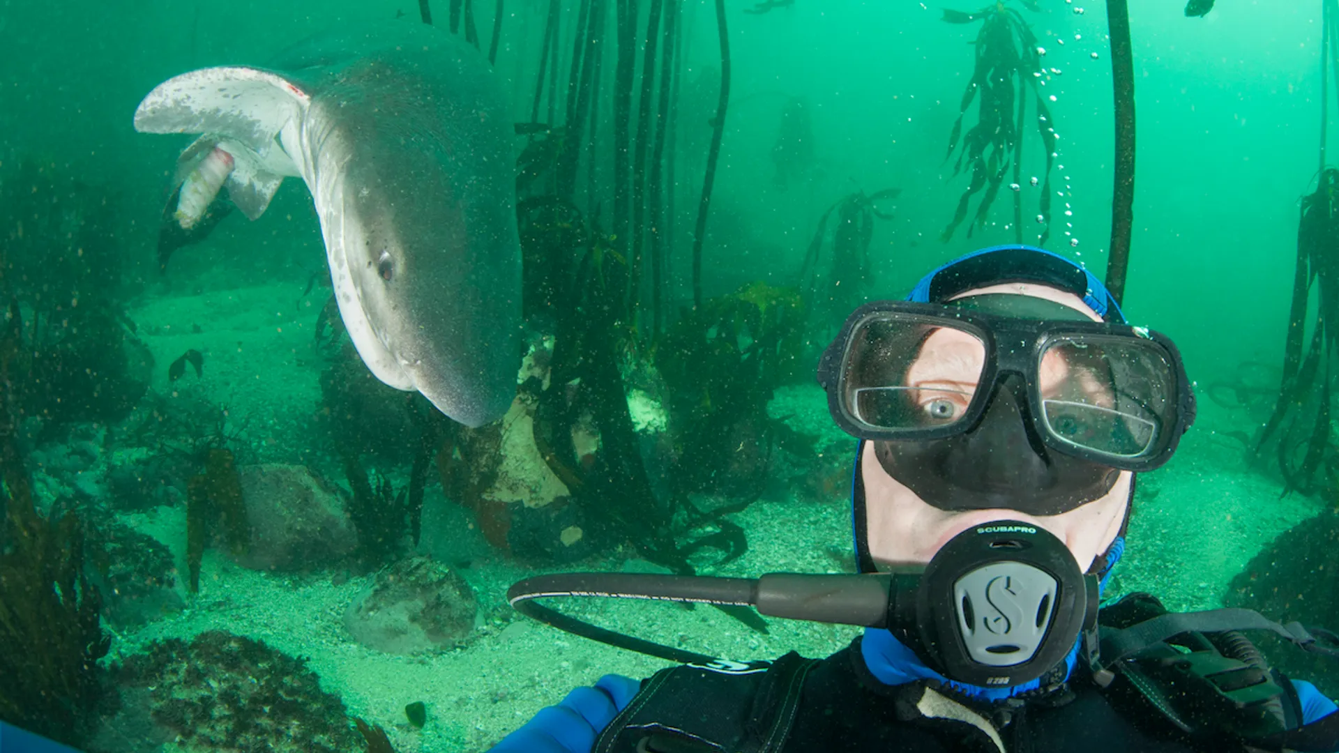 Haai laat ingewanden zien