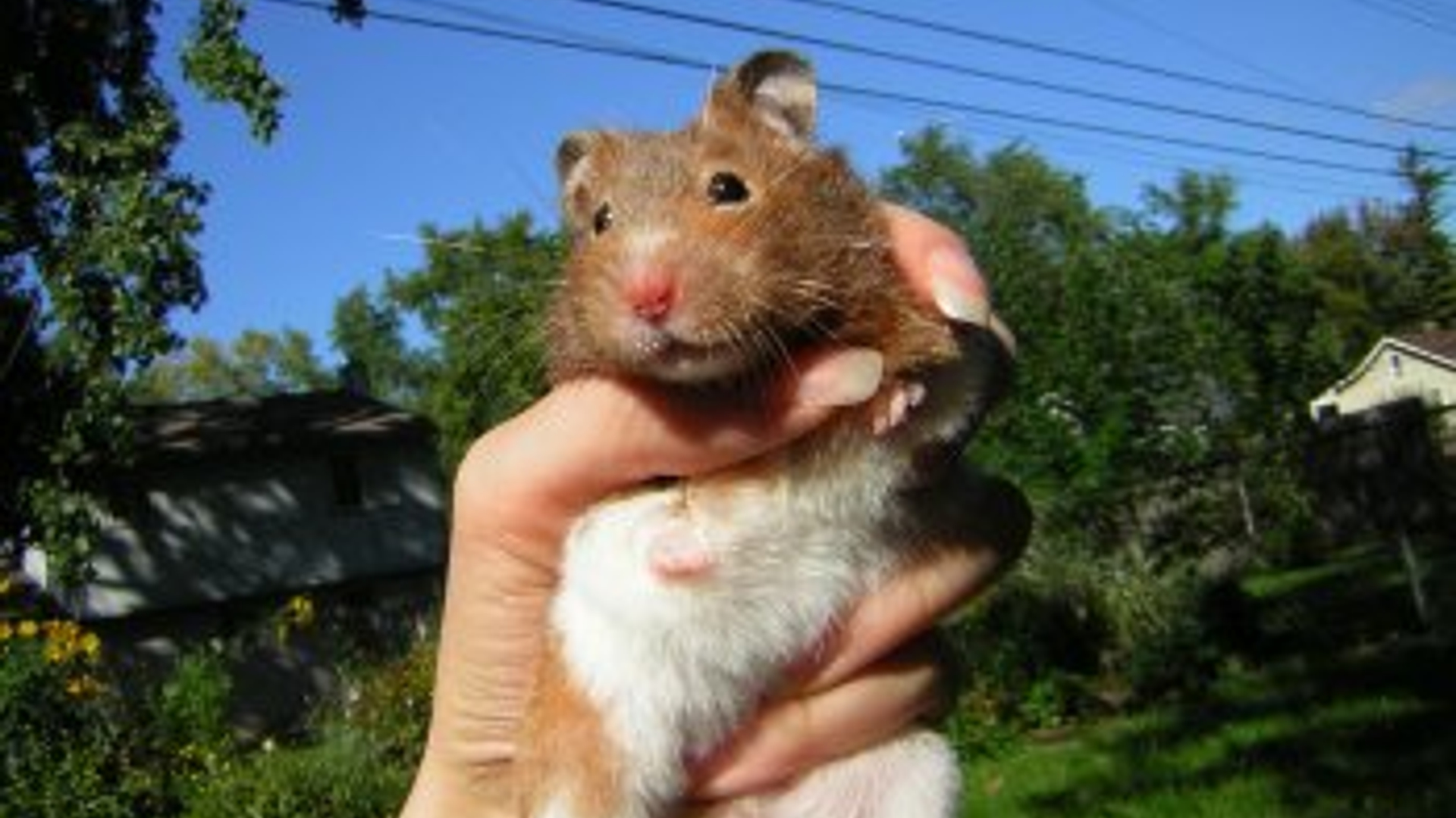 hamster_02.jpg