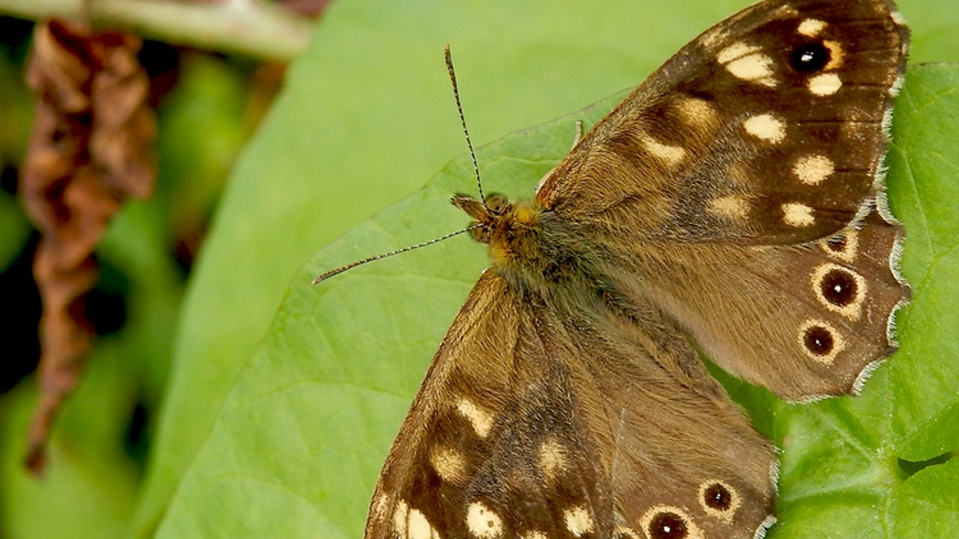 bont zandoogje ig9_3