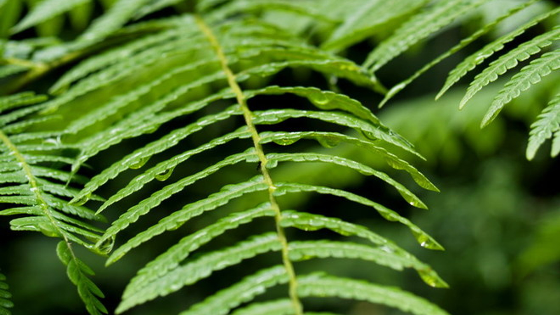 rainforest-plant-1394610.jpg