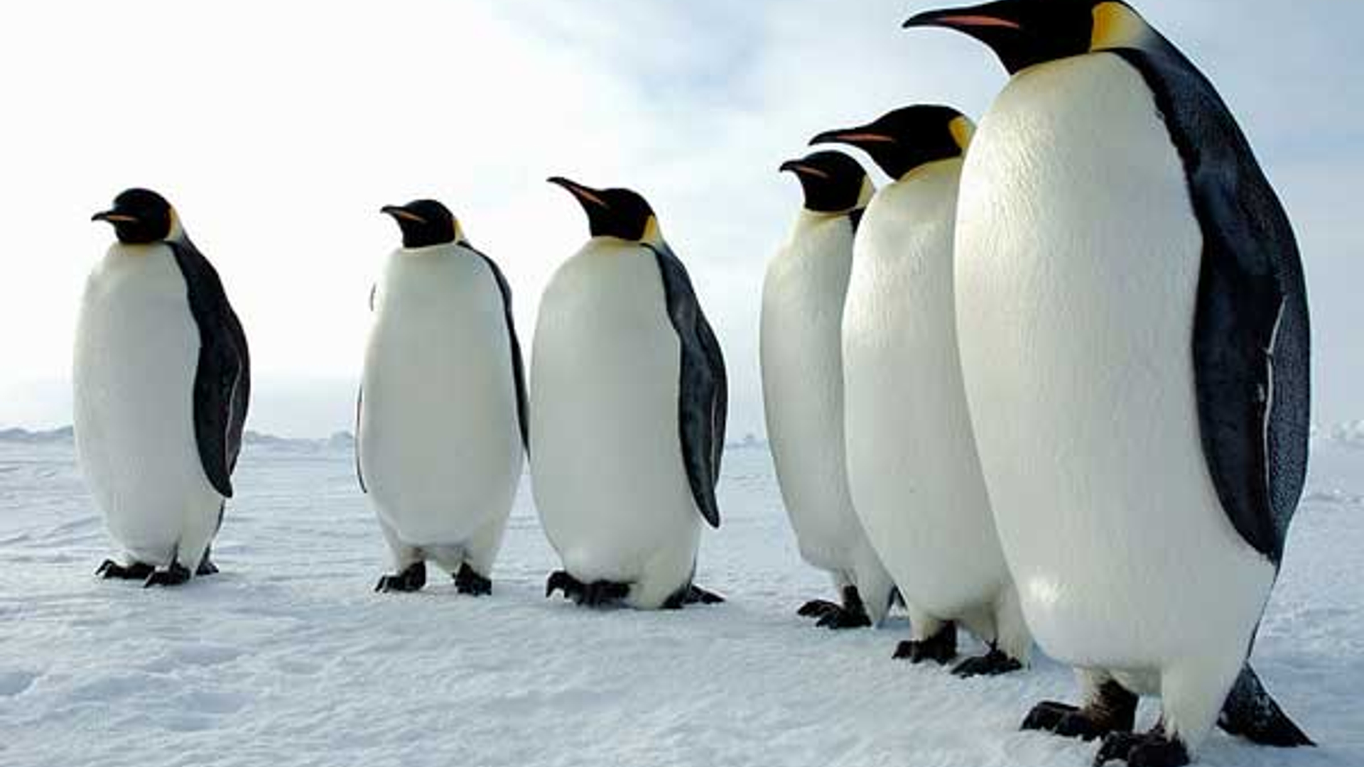 pinguin_05.jpg