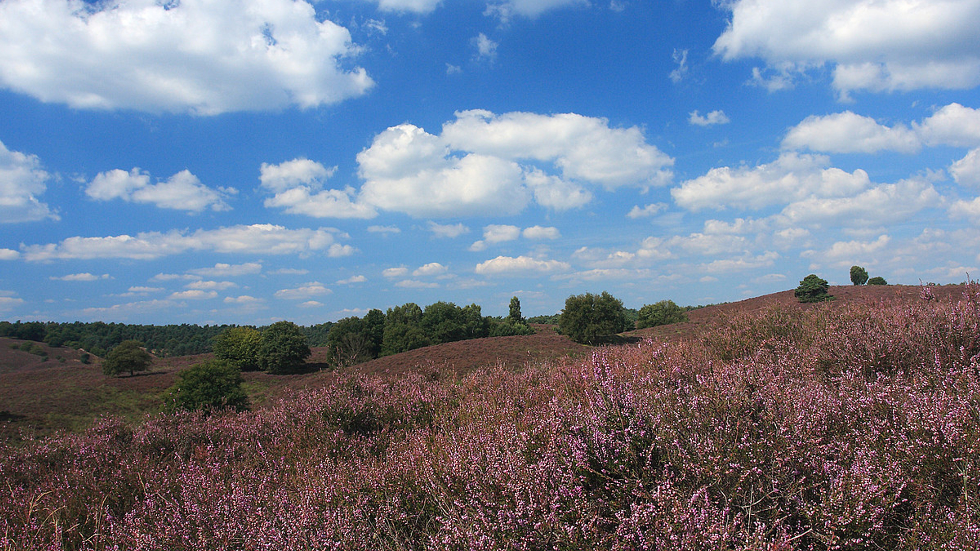 heide_14.jpg
