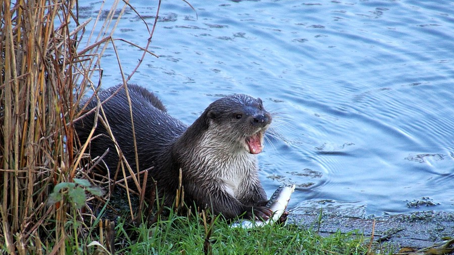 otter_jokenijenhuis.jpg