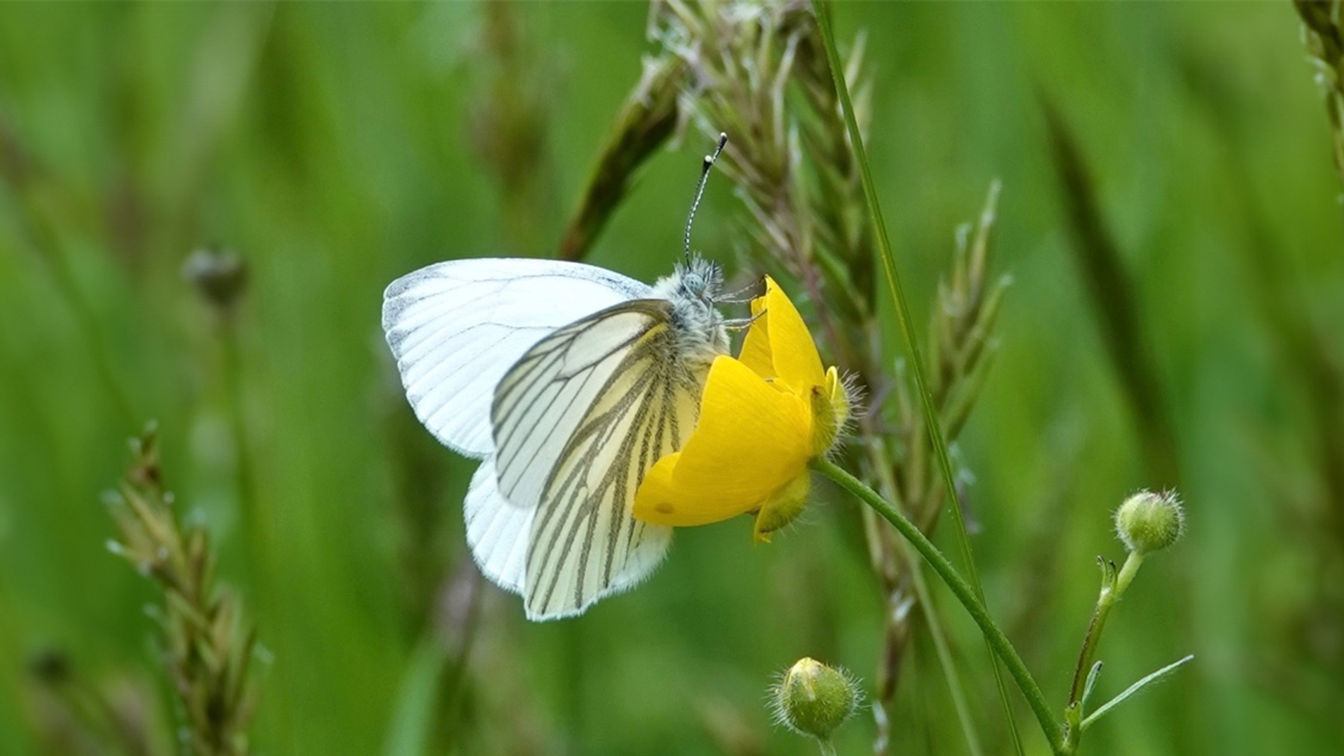 witje vlinder