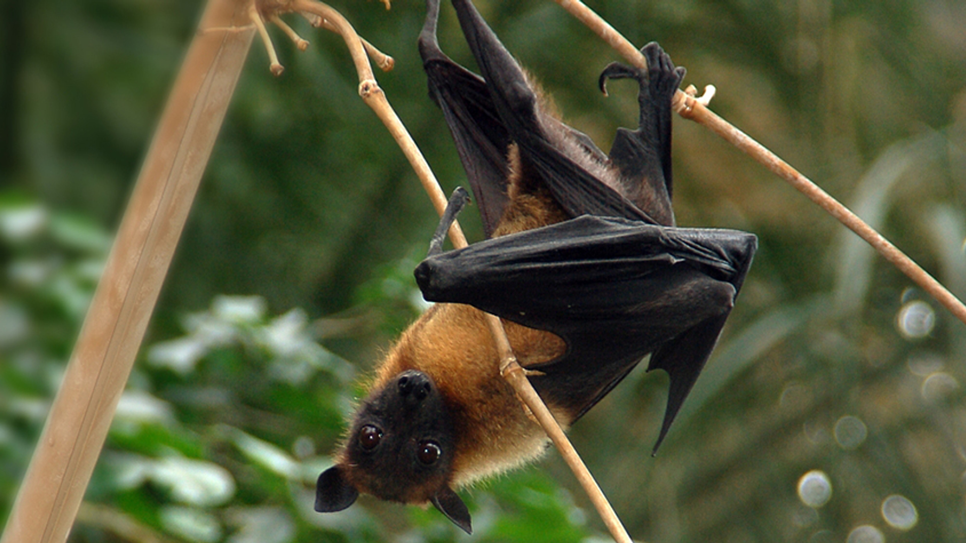 Pteropus Australie vliegende vos