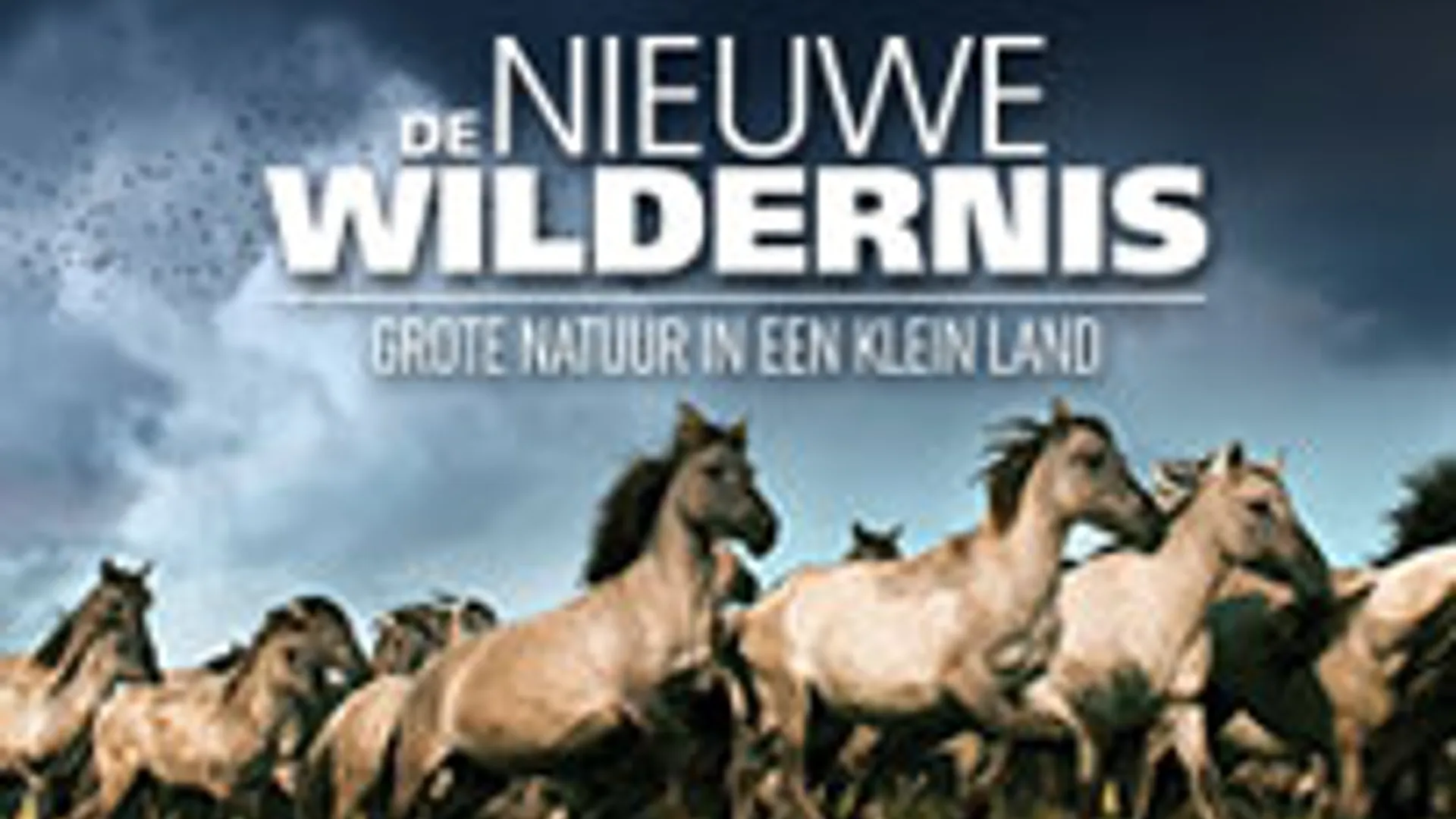 Wildernis.jpg