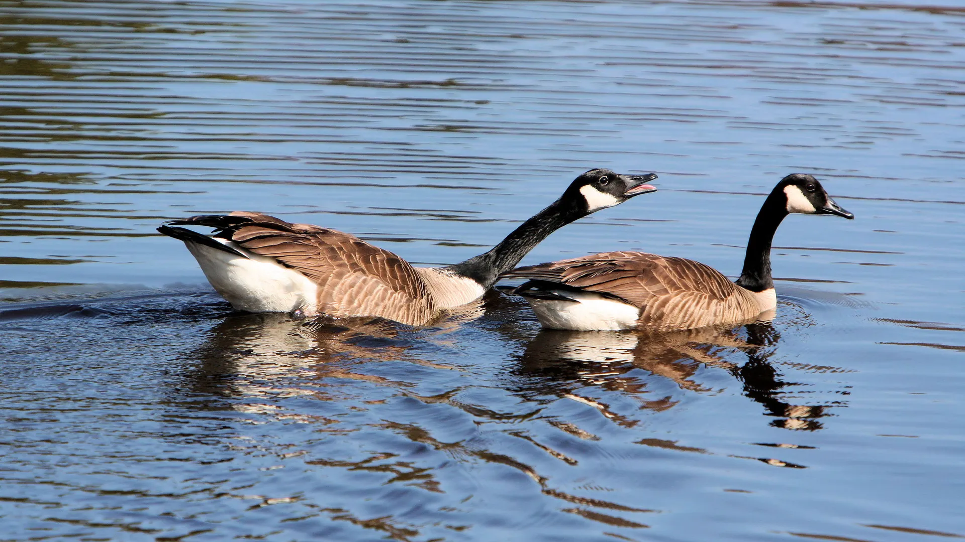 gans_09.jpg