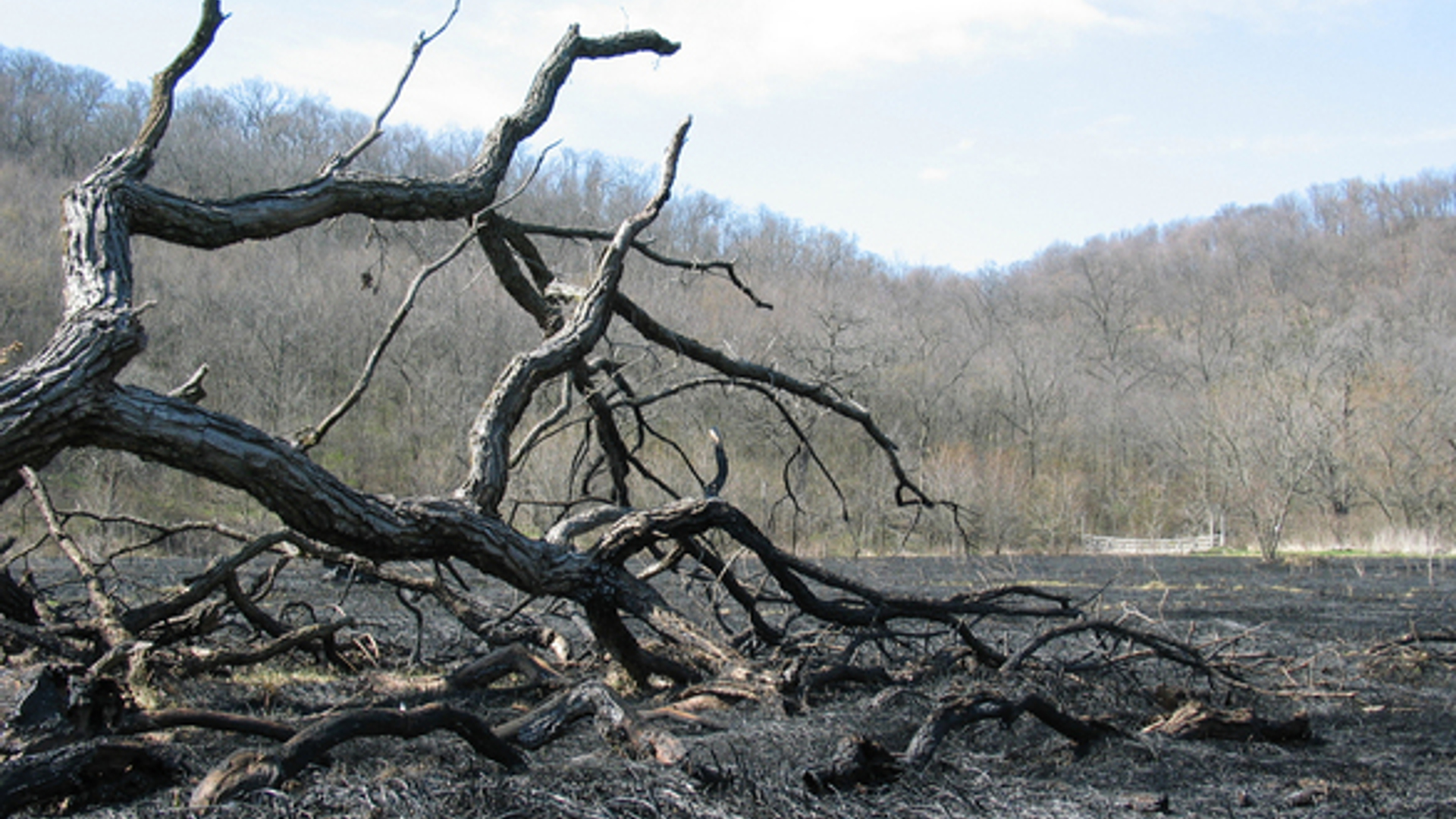 Dode bomen bosbrand