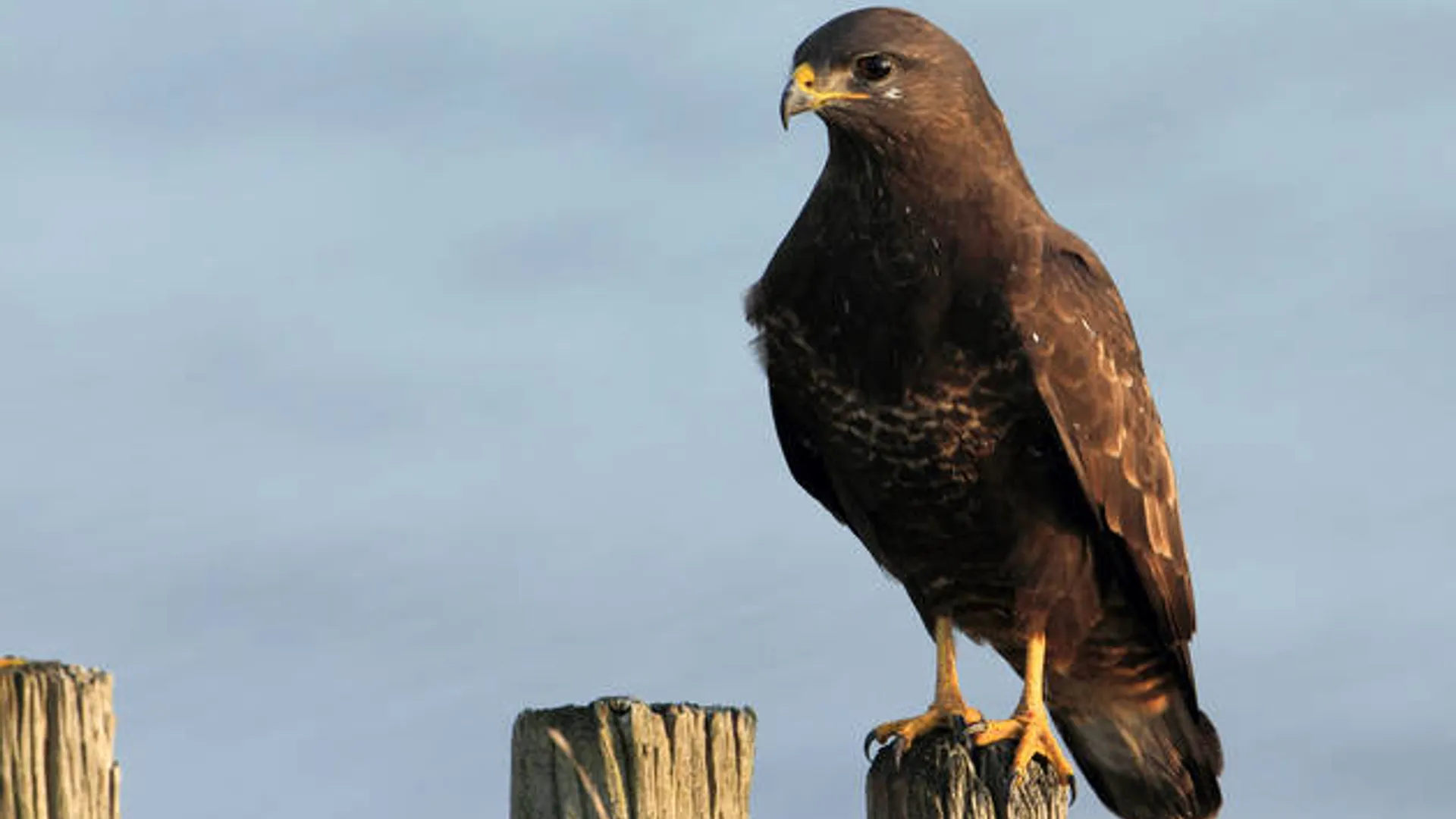 Buizerd_01.jpg