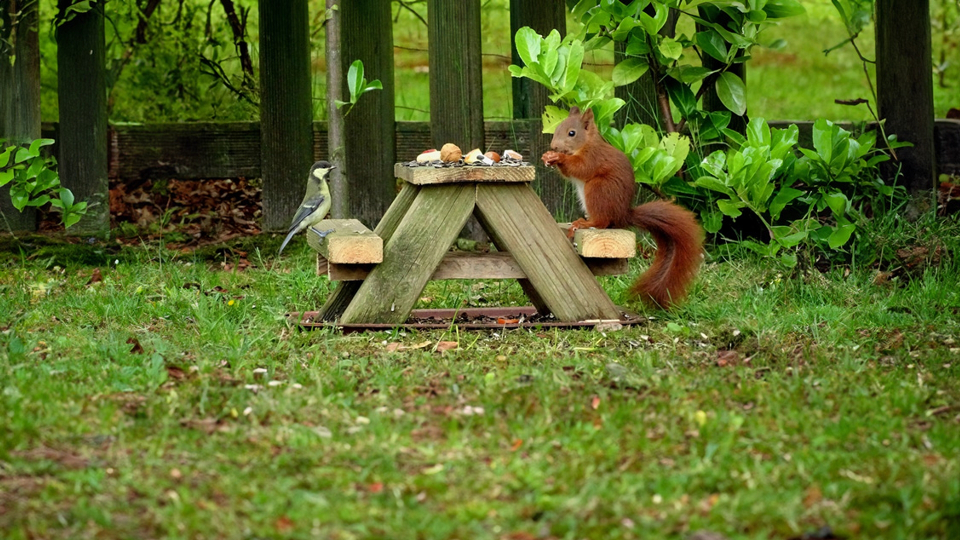 eekhoorn en koolmees grotere versie