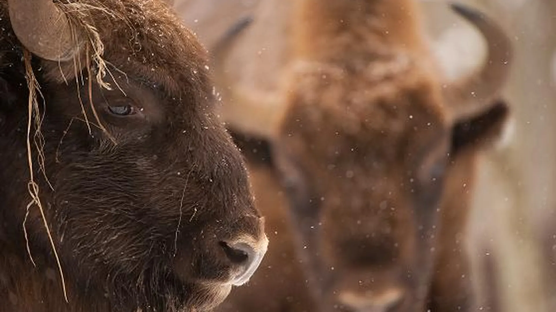 Wisent_rewilding_europe_01.JPG