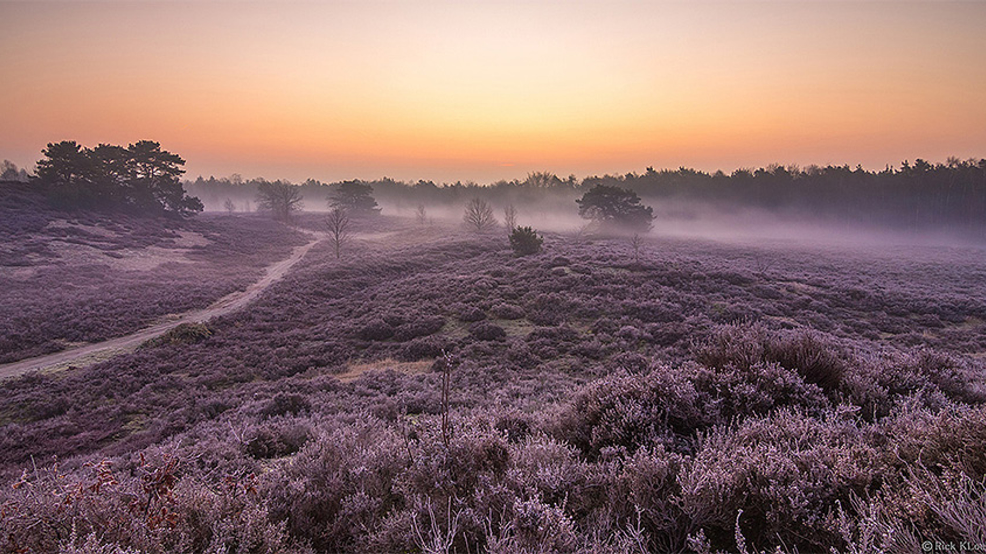 paarseheide_FotograafRickKloekke