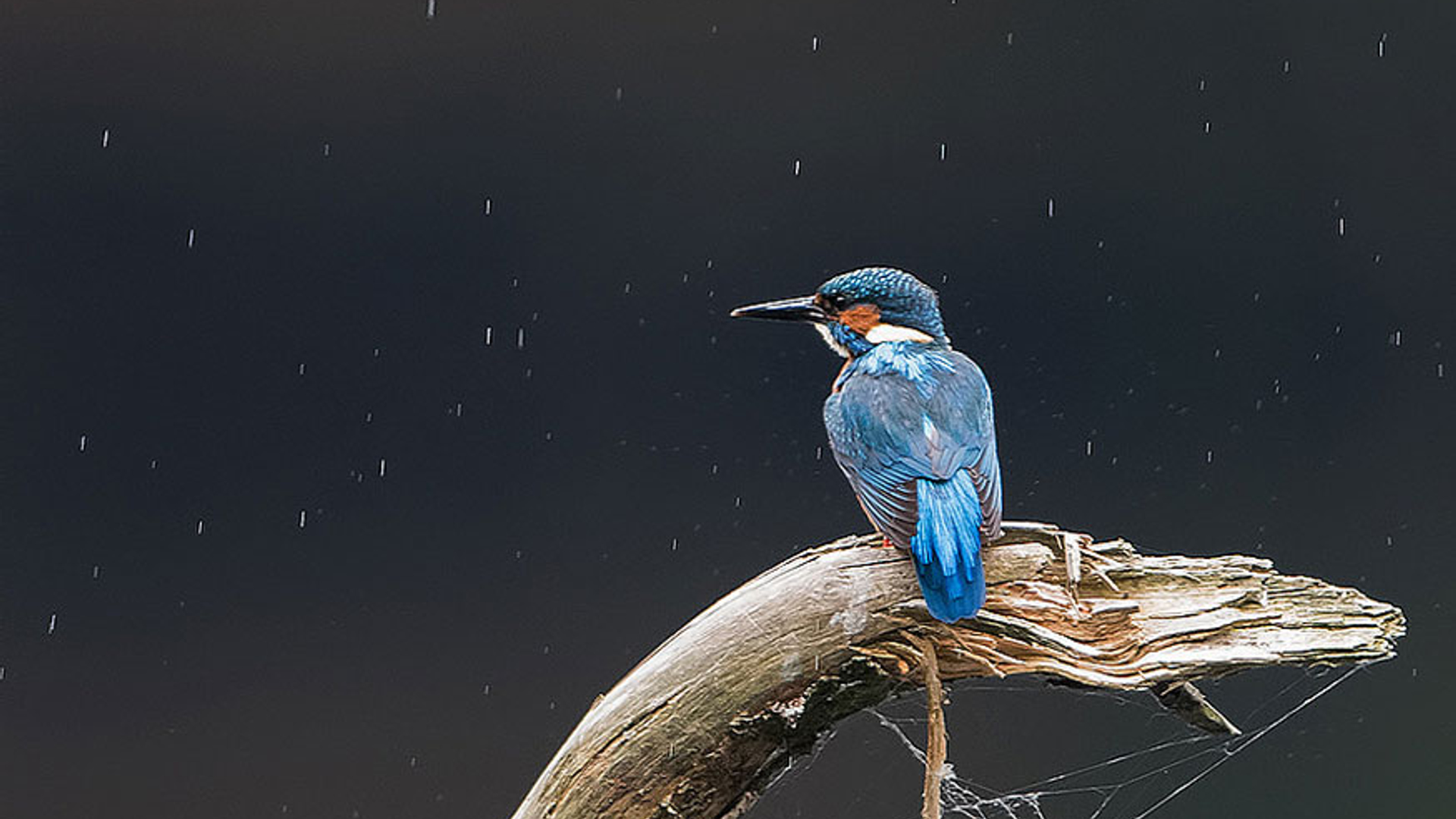 regen-ijsvogel---Twan-Hak