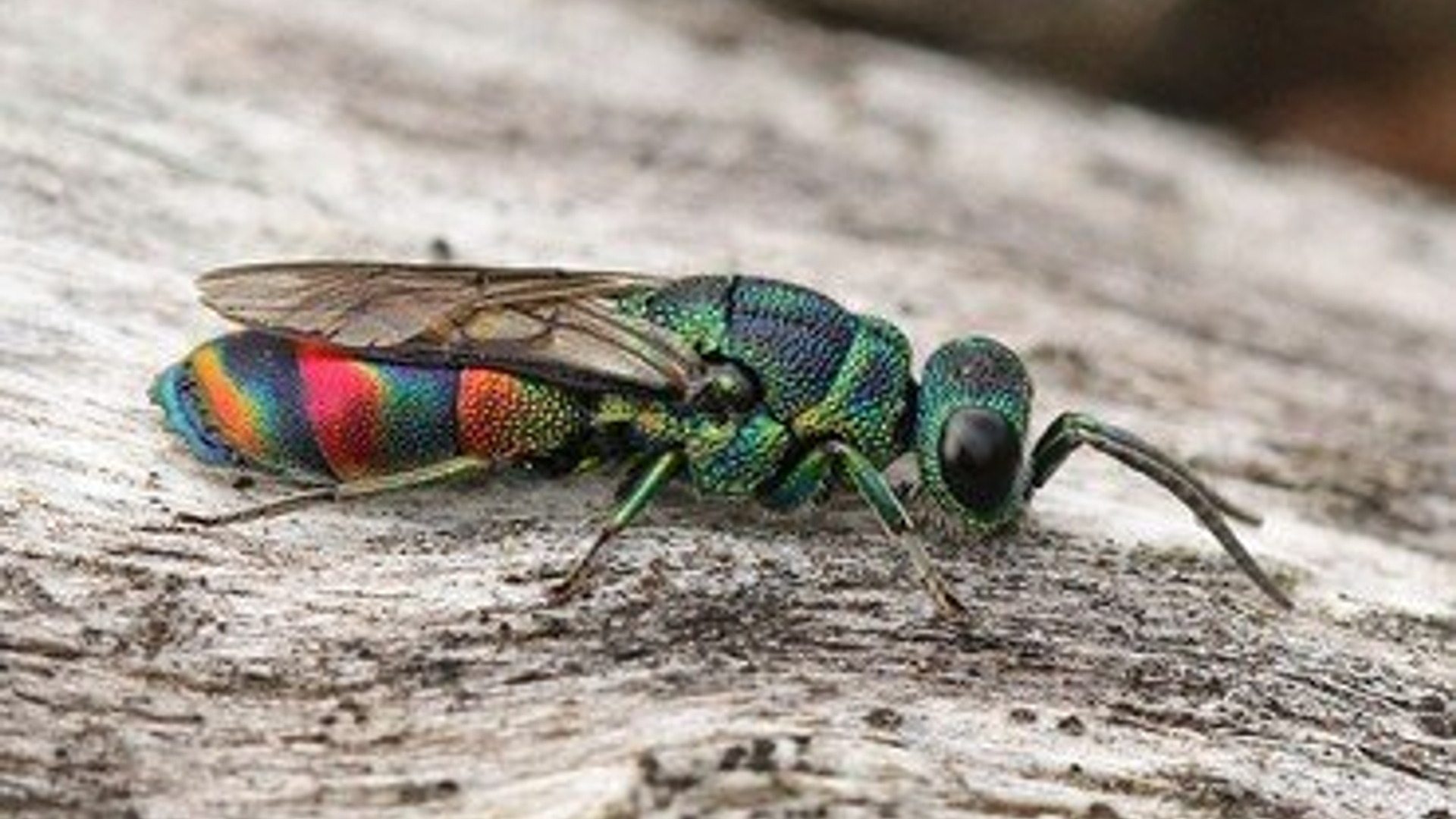Chrysis_equestris_Maarten_Jacobs.jpg