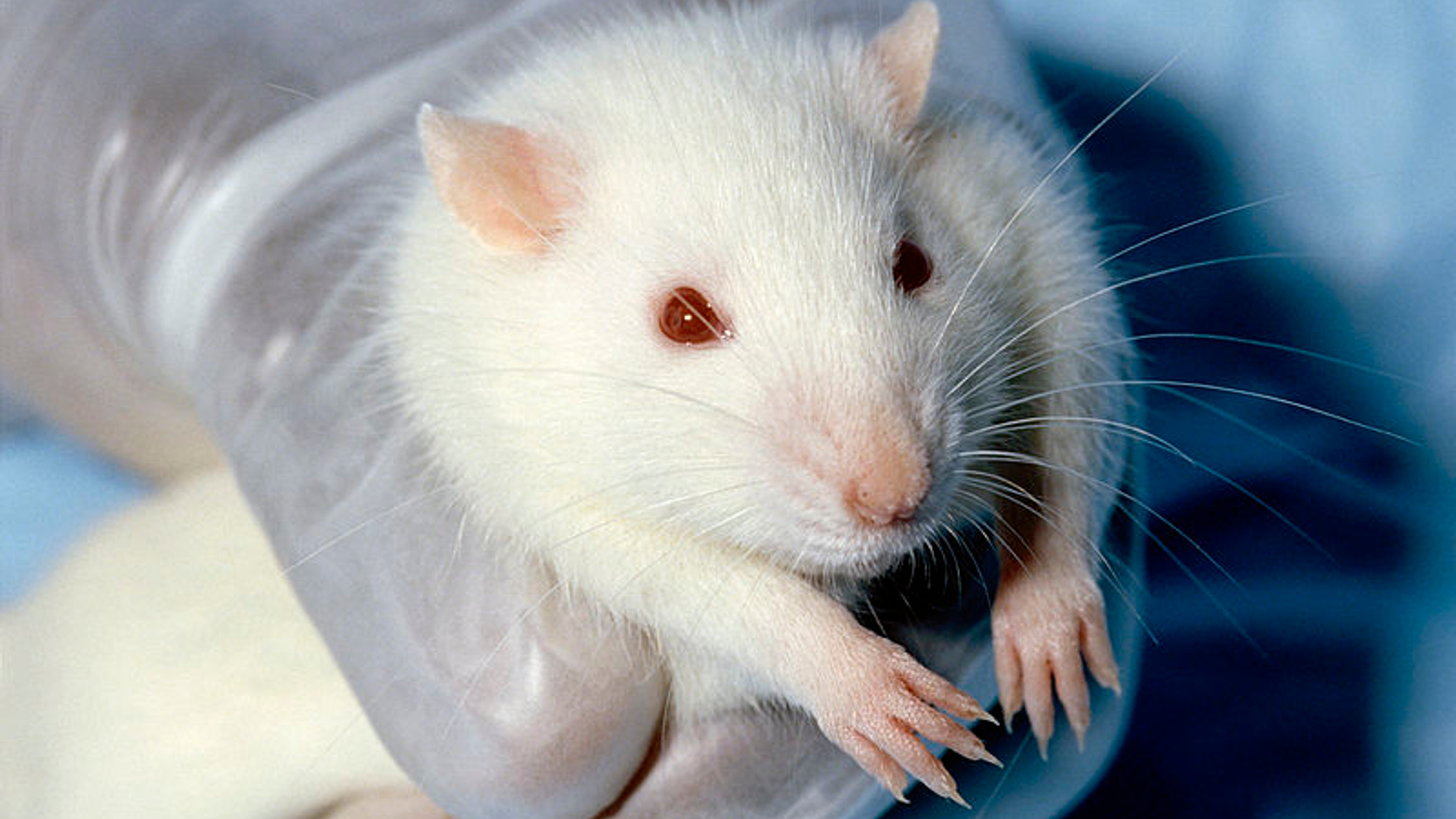 800px-Wistar_rat.jpg