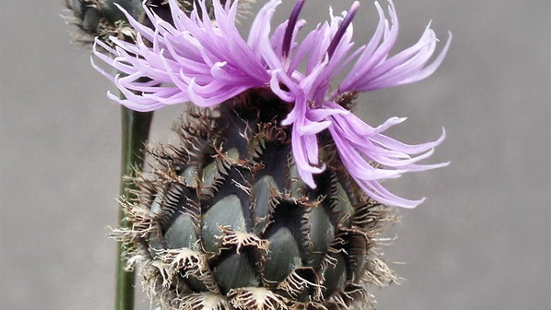 stroomdalflora-grote_centaurie-netnet.jpg