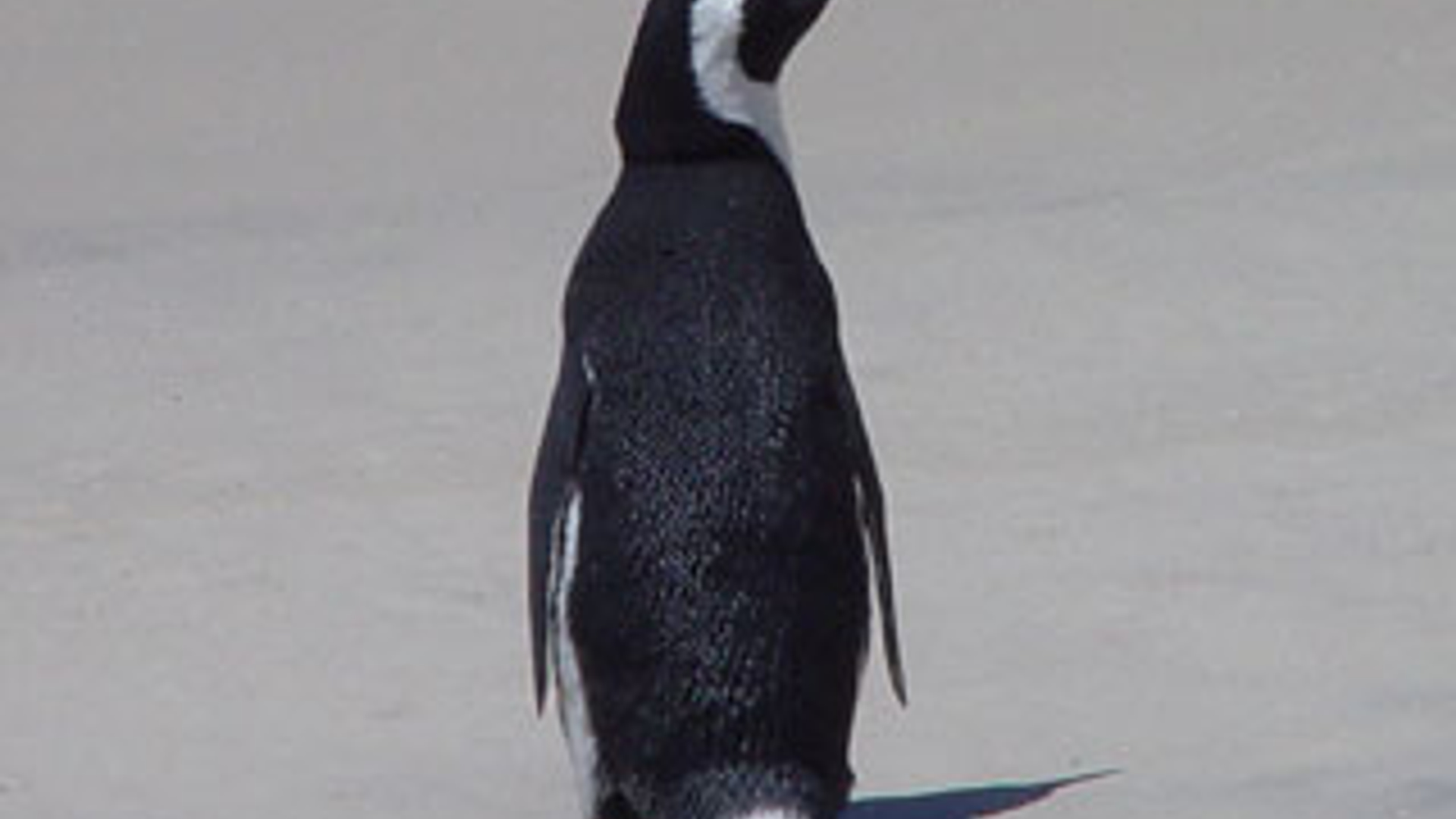 pinguin_01.jpg