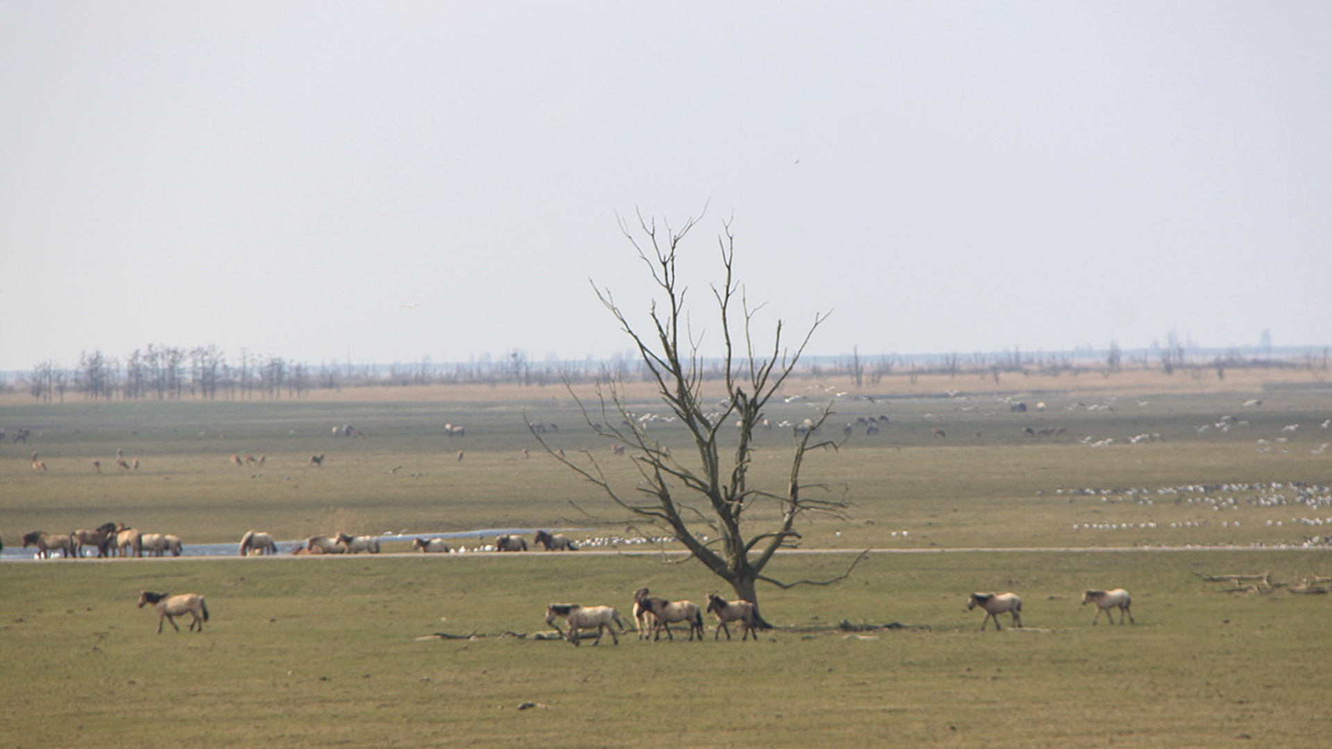 Konikpaarden_JohanEversFoto.jpg