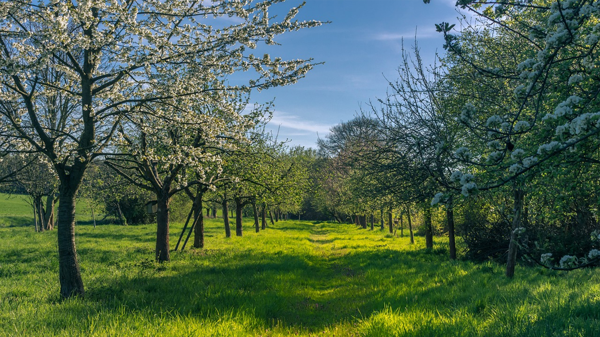 fruitbomen_bloesem_pixabay
