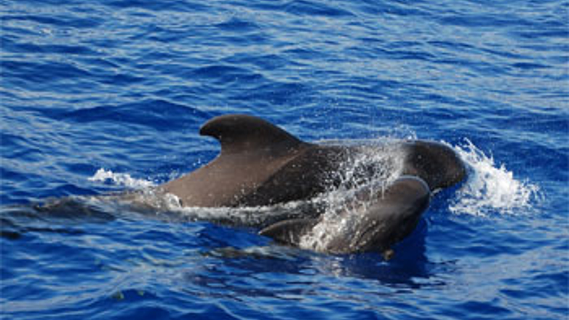 Walvis.jpg