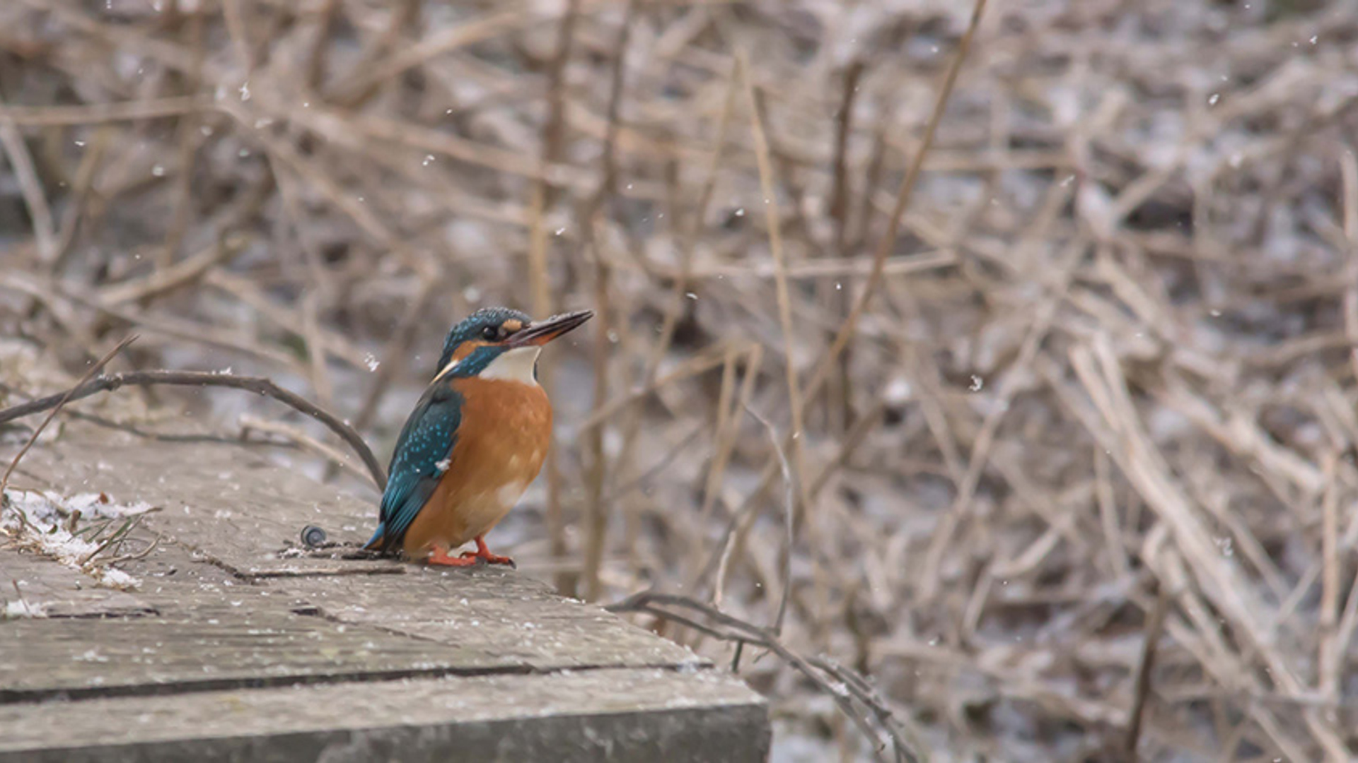 IJsvogel in de sneeuw