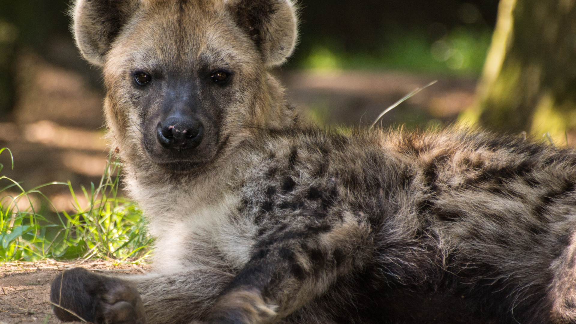 hyenaman.jpg