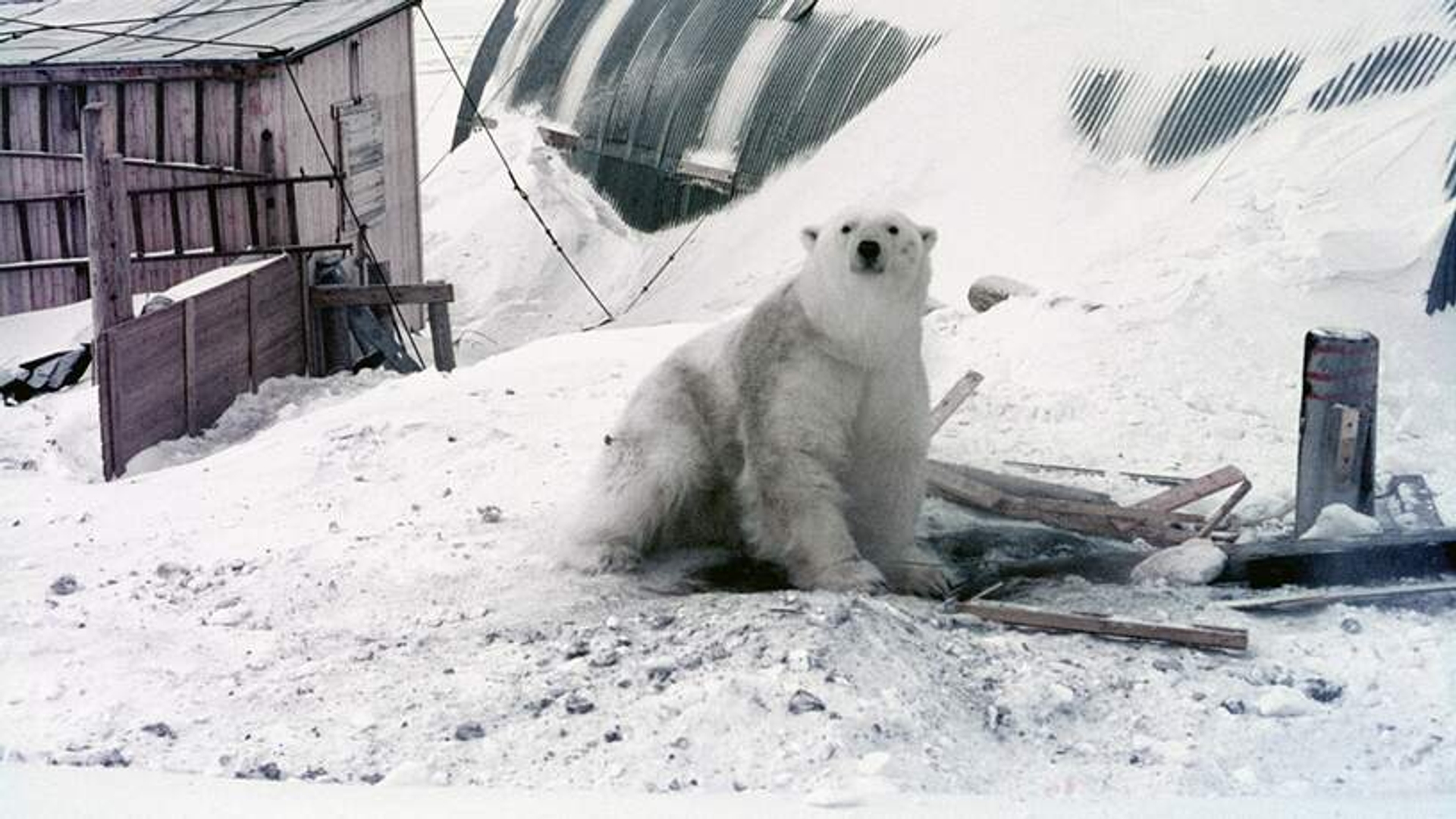 ijsbeer Spitsbergenexpeditie 1968
