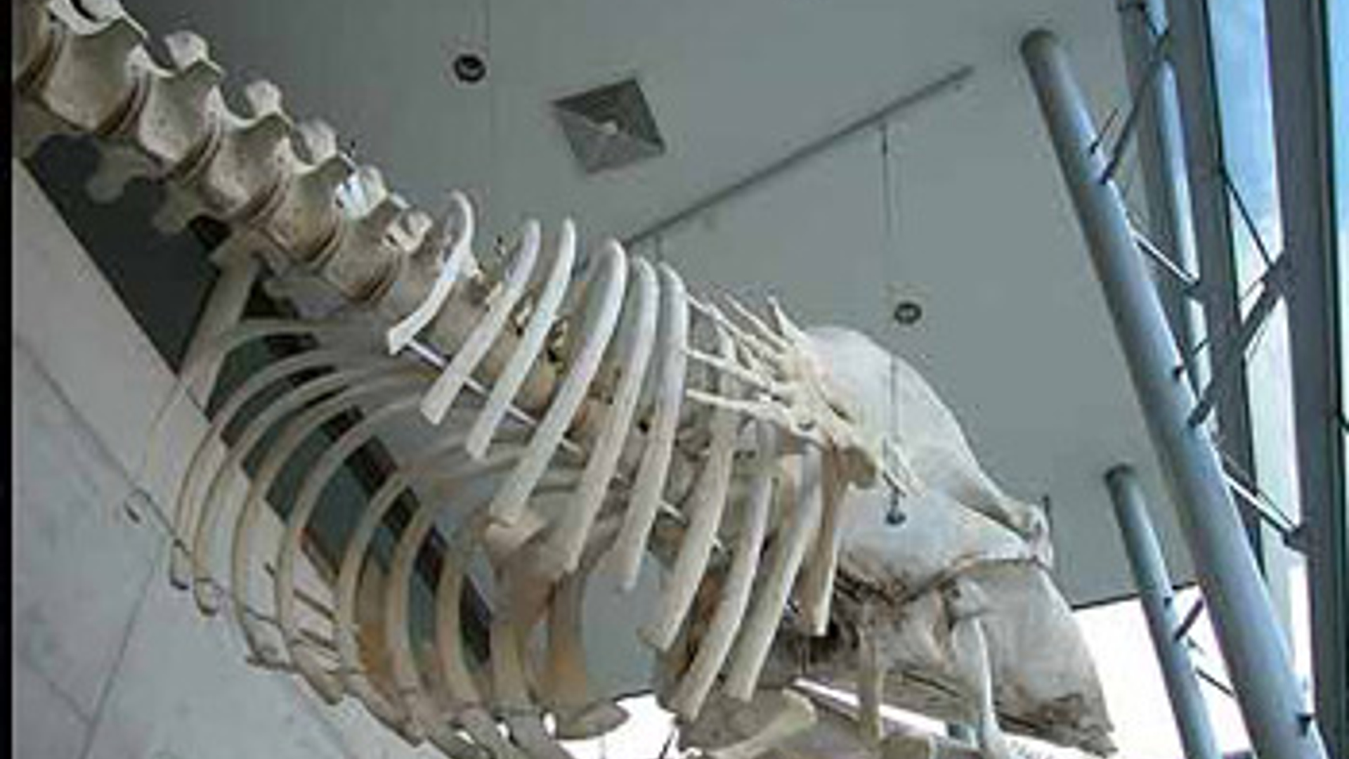 vv_newsimg_110299.jpg