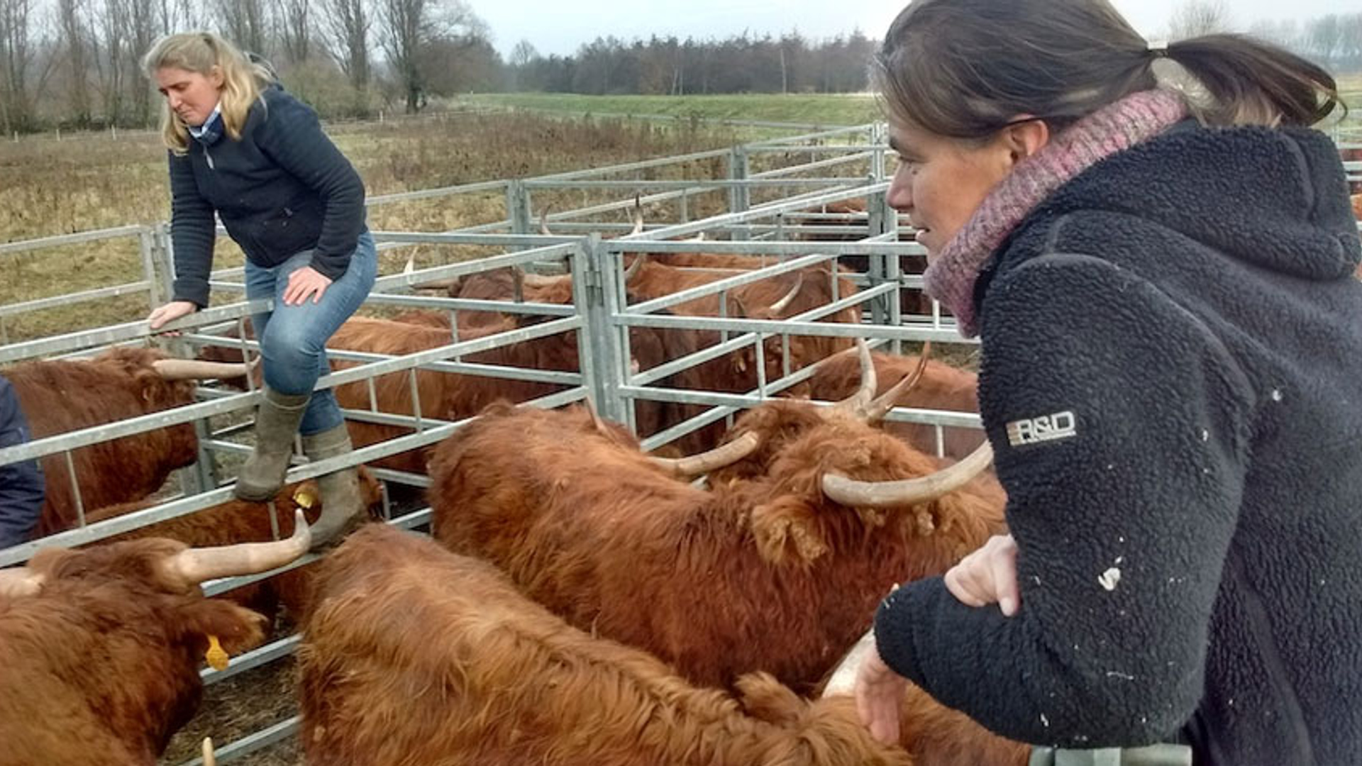 Schotse hooglanders