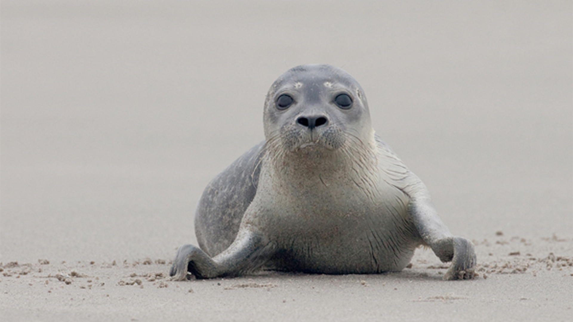 Zeehondpup_Paulcools.jpg