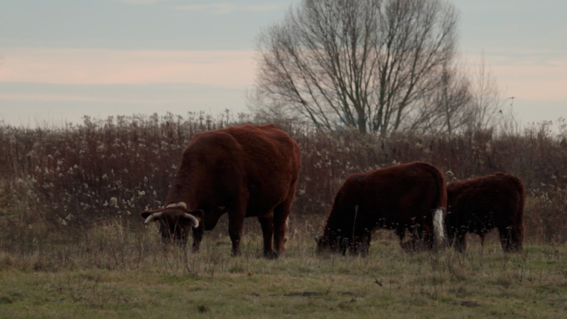 Schermafbeelding 2016-12-09 om 16.50.42