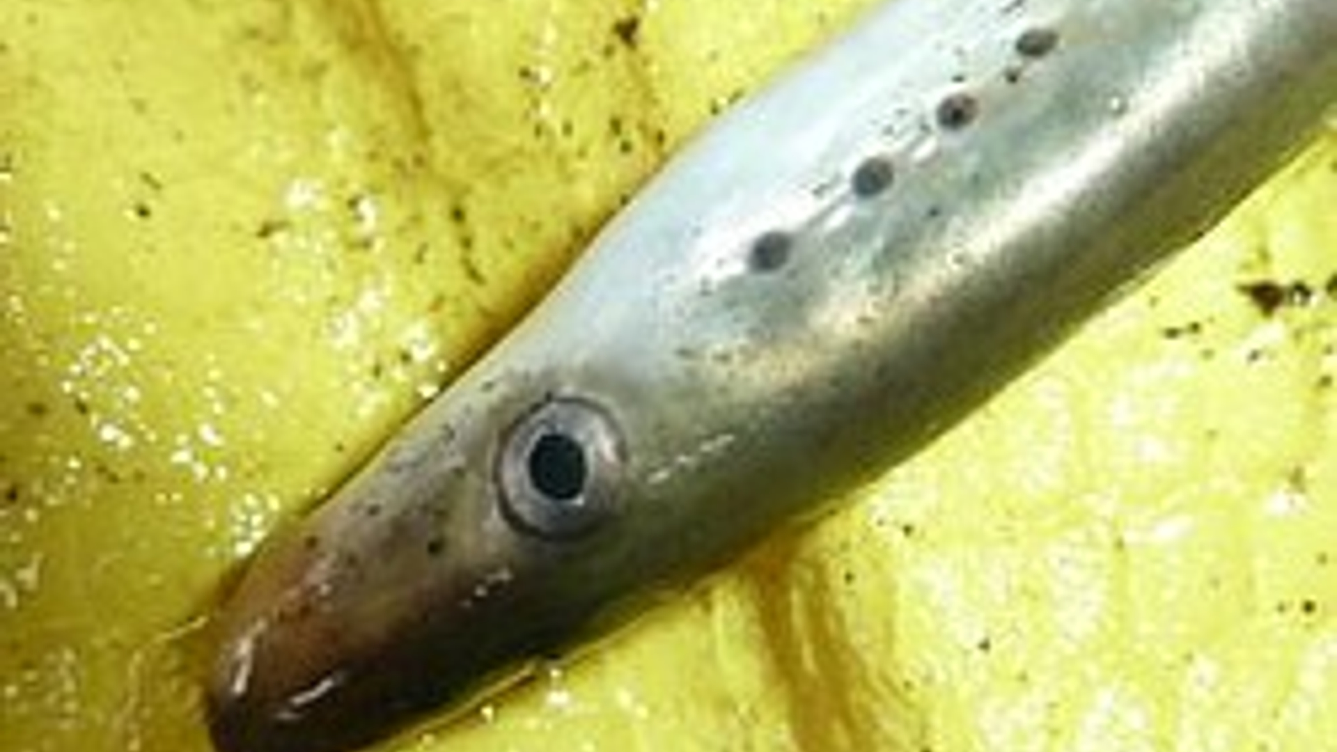 beekrpik.jpg