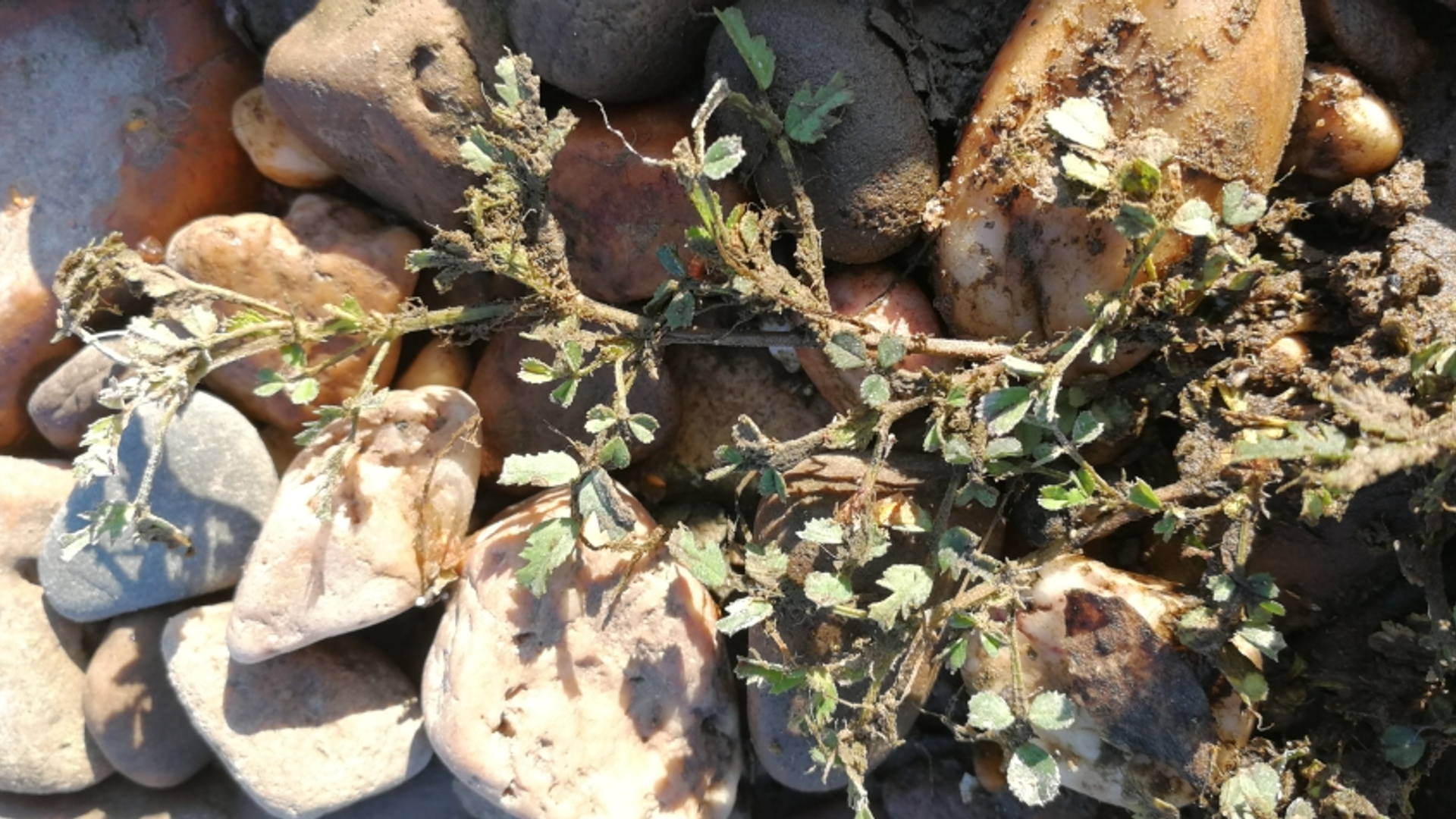 Slipharige Rupsklaver