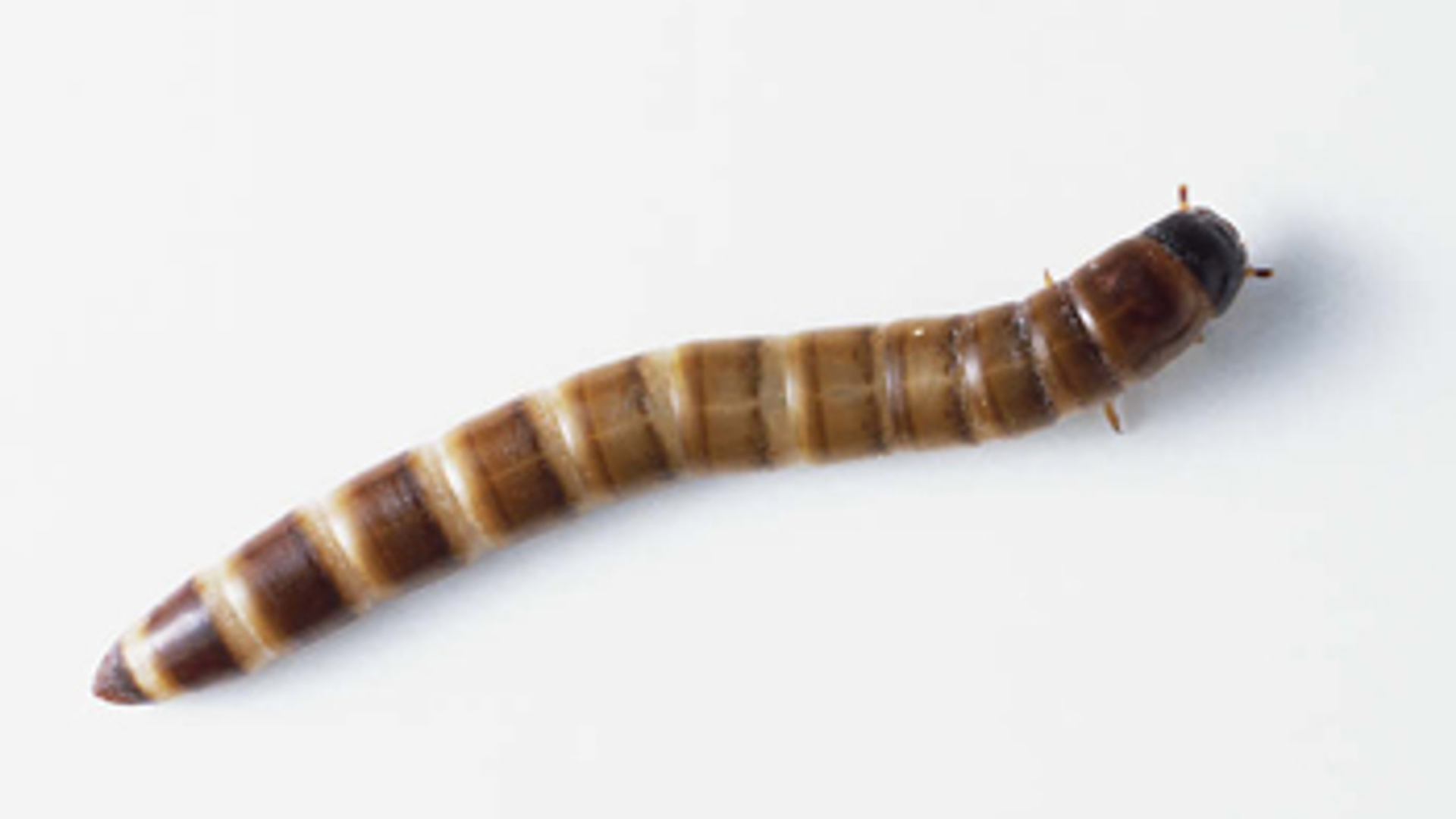 20081124_meelworm.jpg
