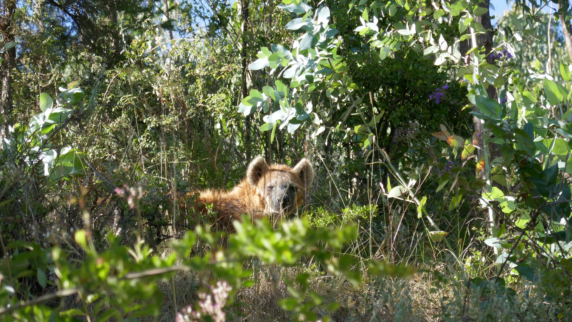 spotted-hyena-Addis-Ababa-Scholte-woensdag 4 jan