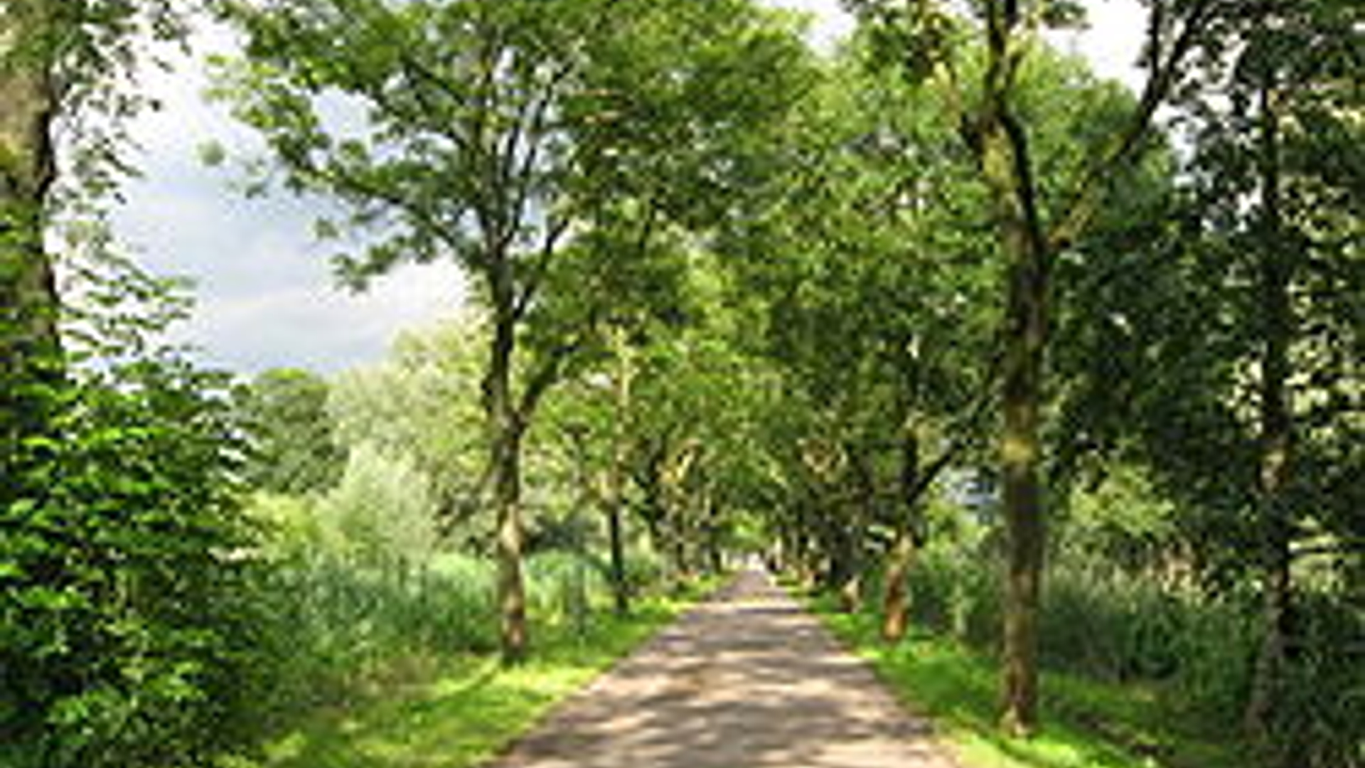 Bomen_Kalfjeslaan.jpg